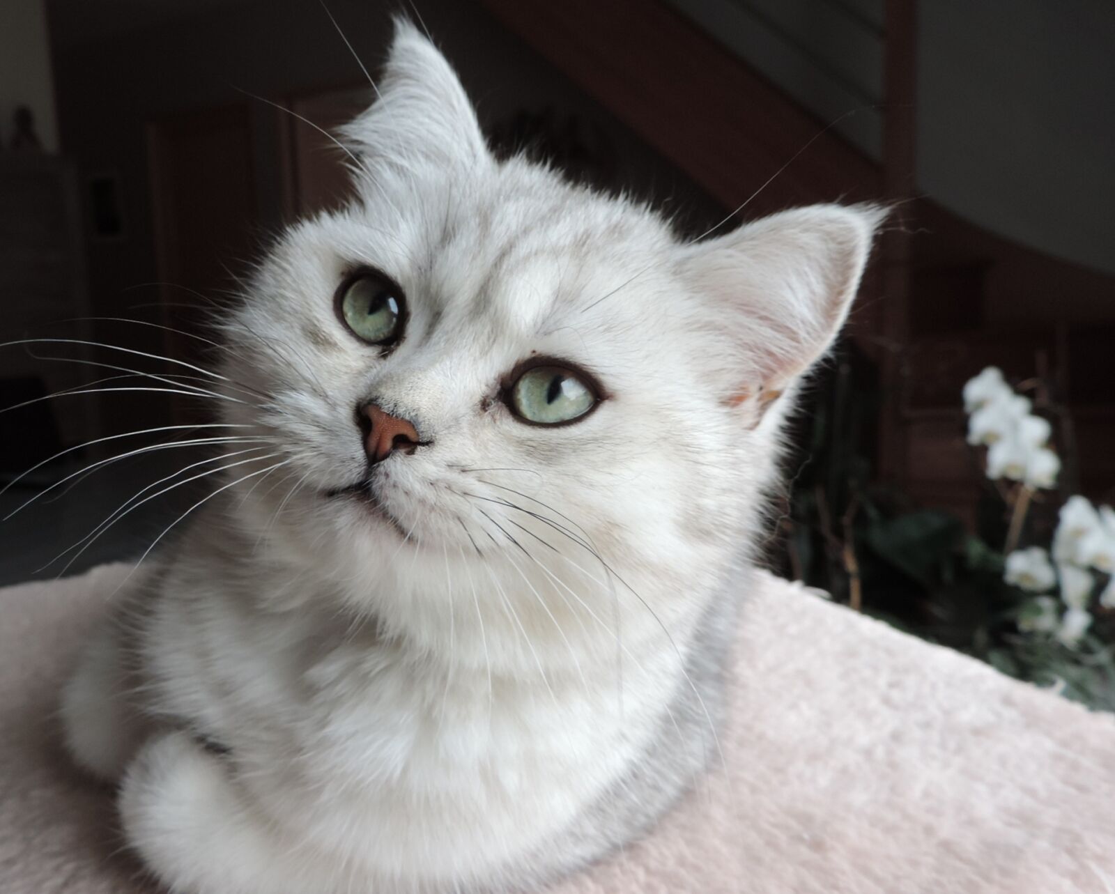 Nikon Coolpix P520 sample photo. Animals, cat, domestic animal photography