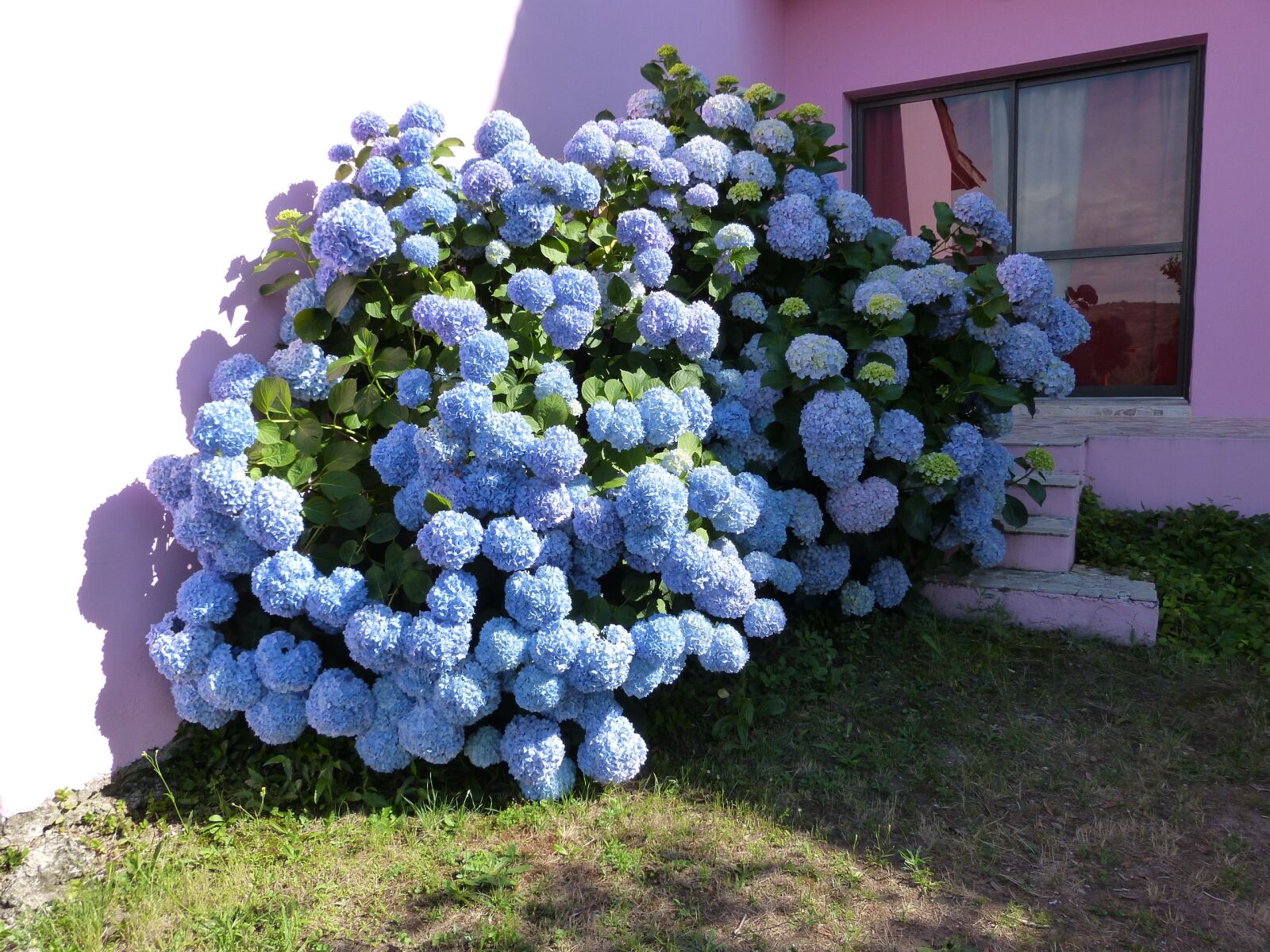 Panasonic Lumix DMC-FZ150 sample photo. Hydrangea, blue petals, bush photography
