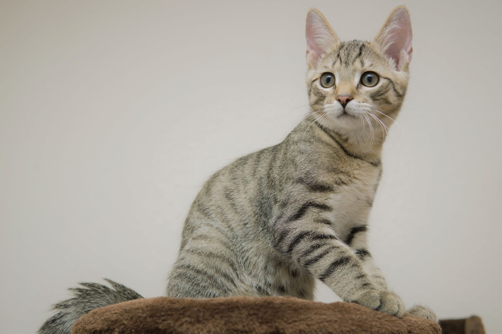 30mm F1.4 DC DN | Contemporary 016 sample photo. Cat, small, mackerel photography