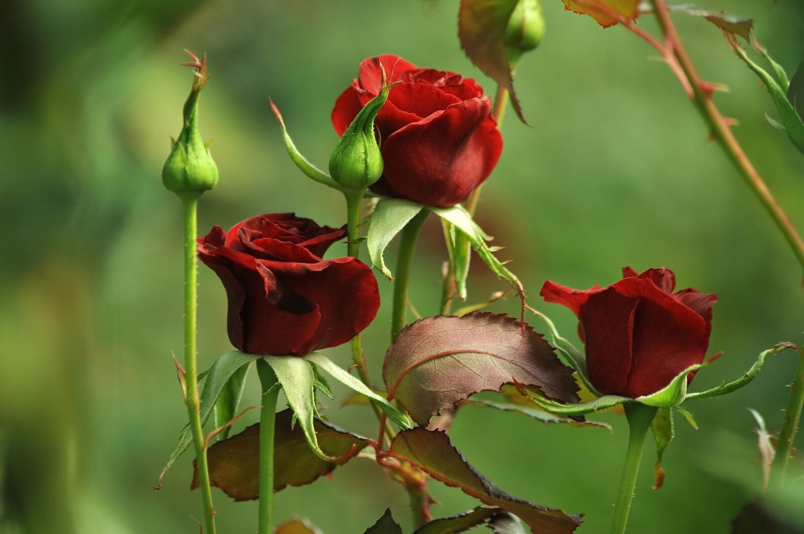 Nikon D90 sample photo. Burgundy, roses, red photography