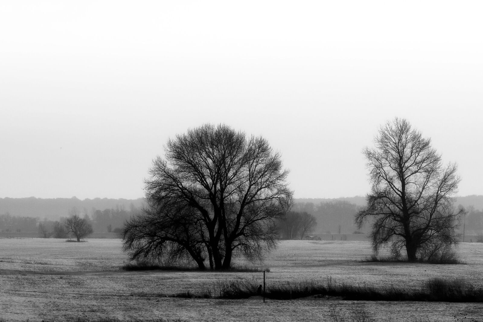 Nikon Coolpix P900 sample photo. Landscape, winter, trees photography