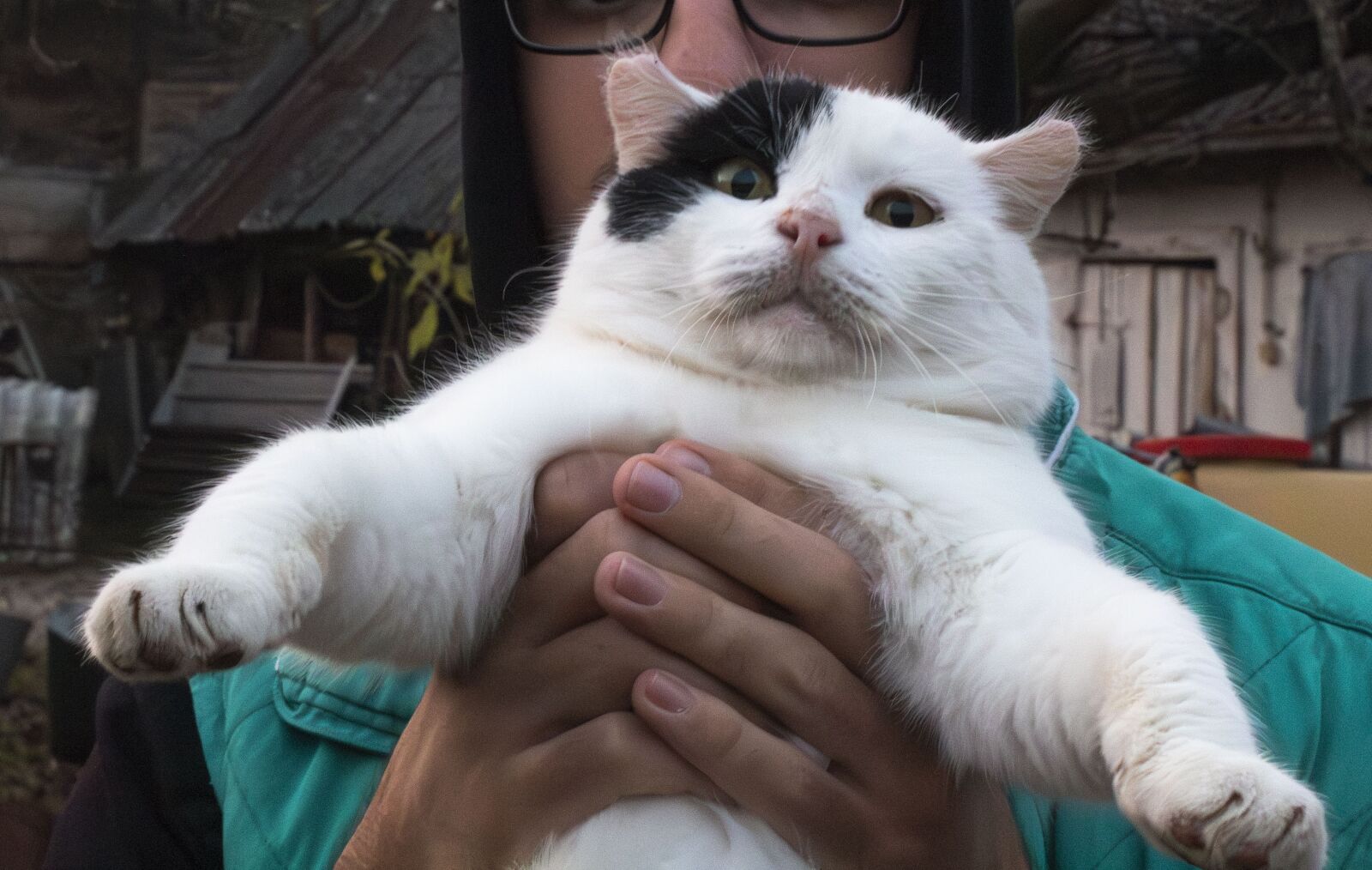 Canon EOS 1300D (EOS Rebel T6 / EOS Kiss X80) sample photo. Fat cat photography