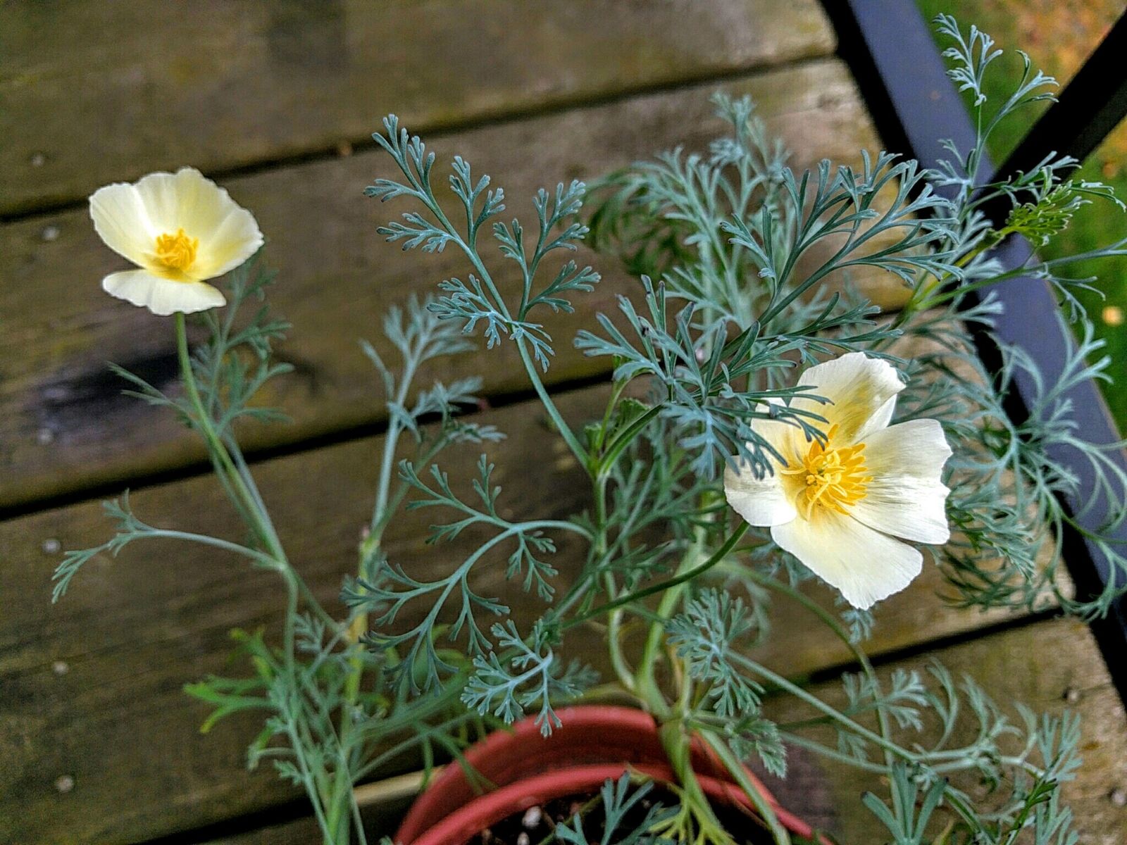 Google Nexus 6P sample photo. California poppy, poppy, flower photography