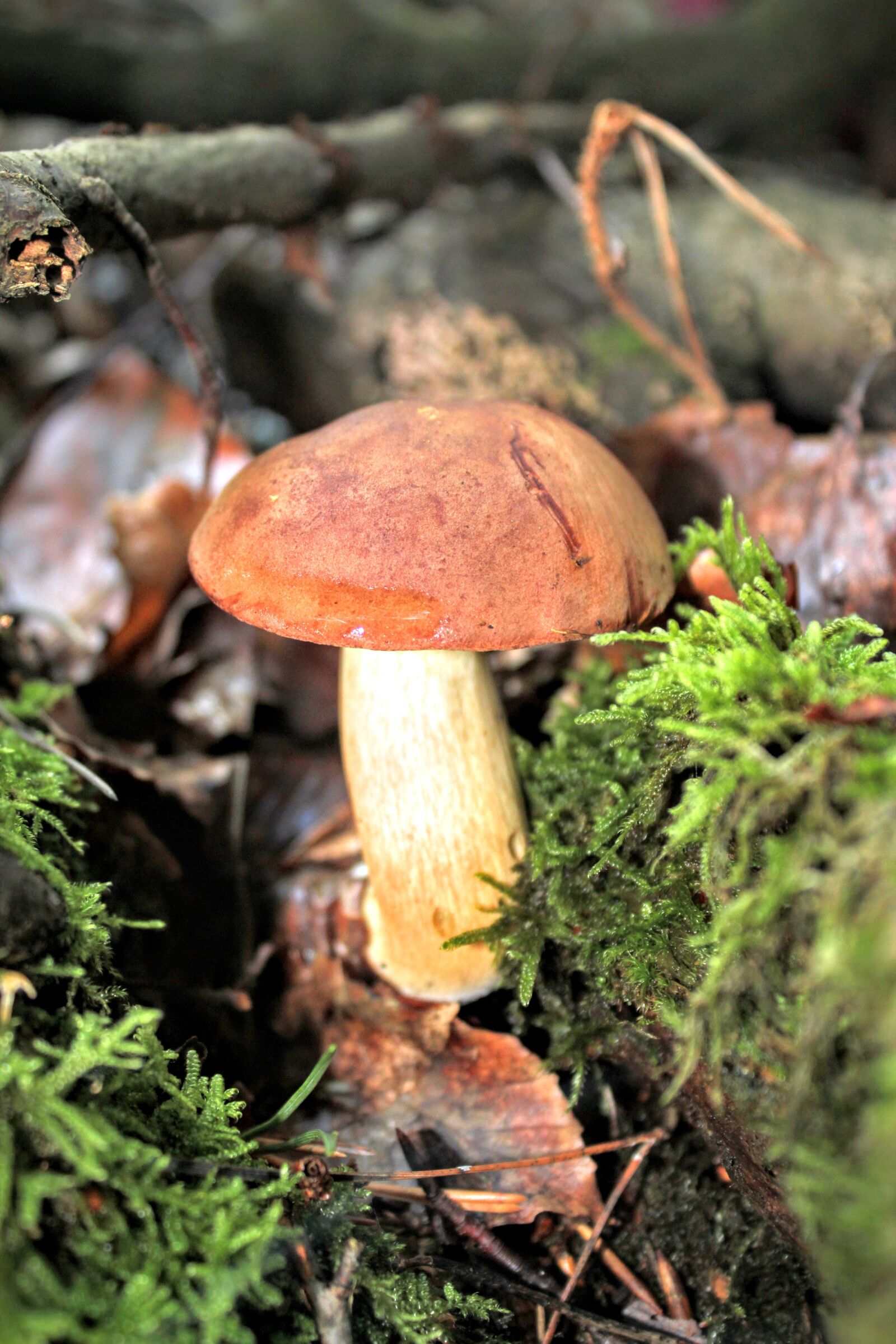 Canon EOS 600D (Rebel EOS T3i / EOS Kiss X5) sample photo. Chestnut, cep, mushrooms photography