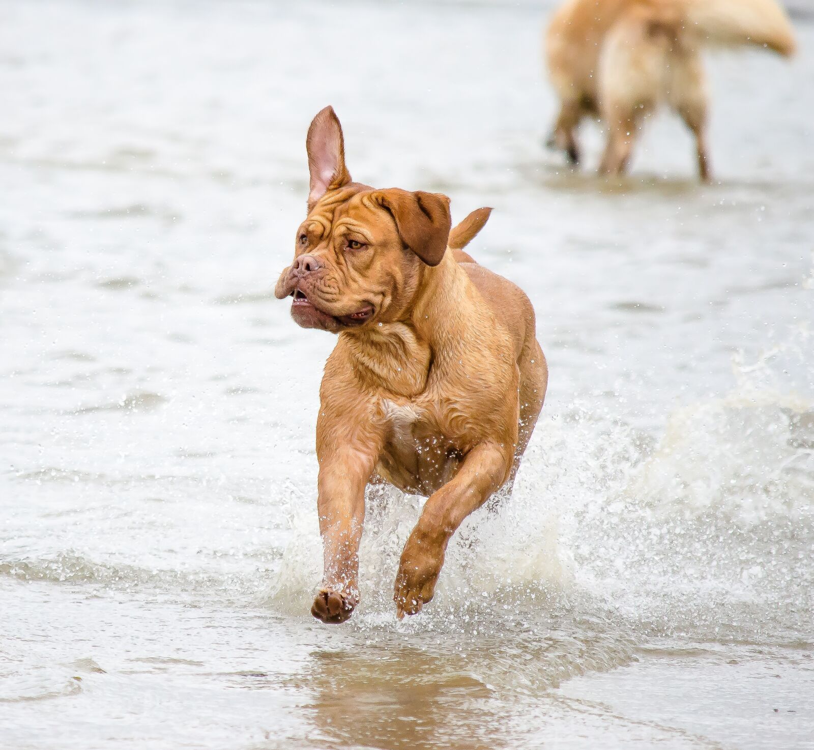 Nikon D5100 sample photo. Dog, beach, pet photography