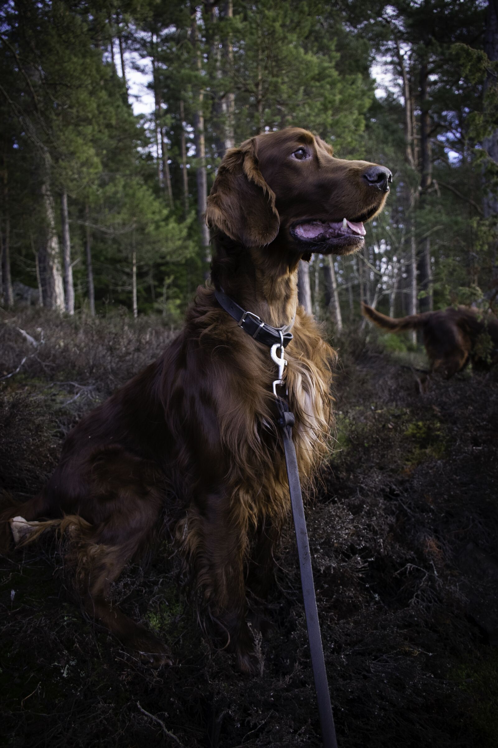 Nikon D5300 sample photo. Irish setter, dog, animals photography