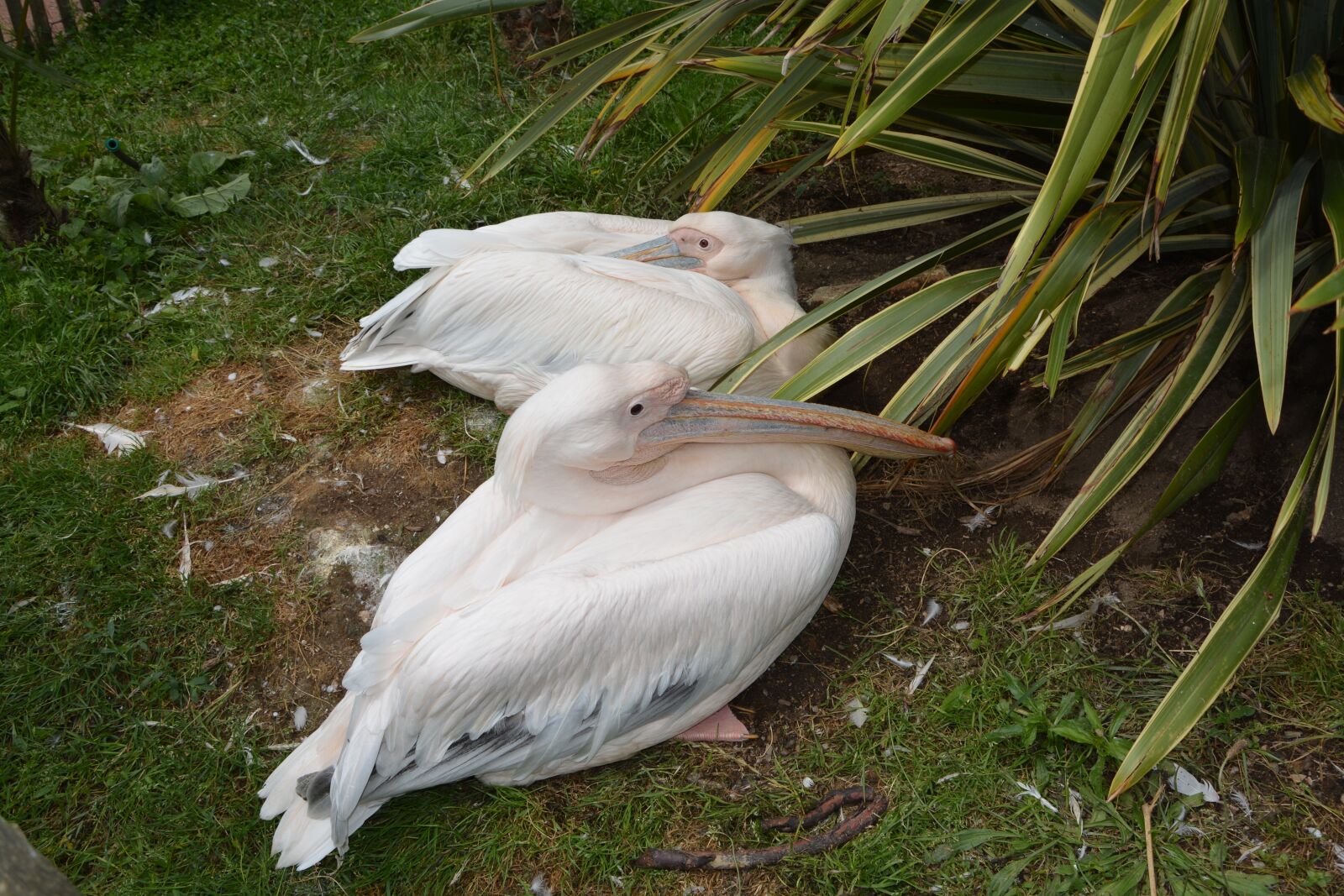 Nikon D5200 sample photo. Pelican, bird, bird long photography