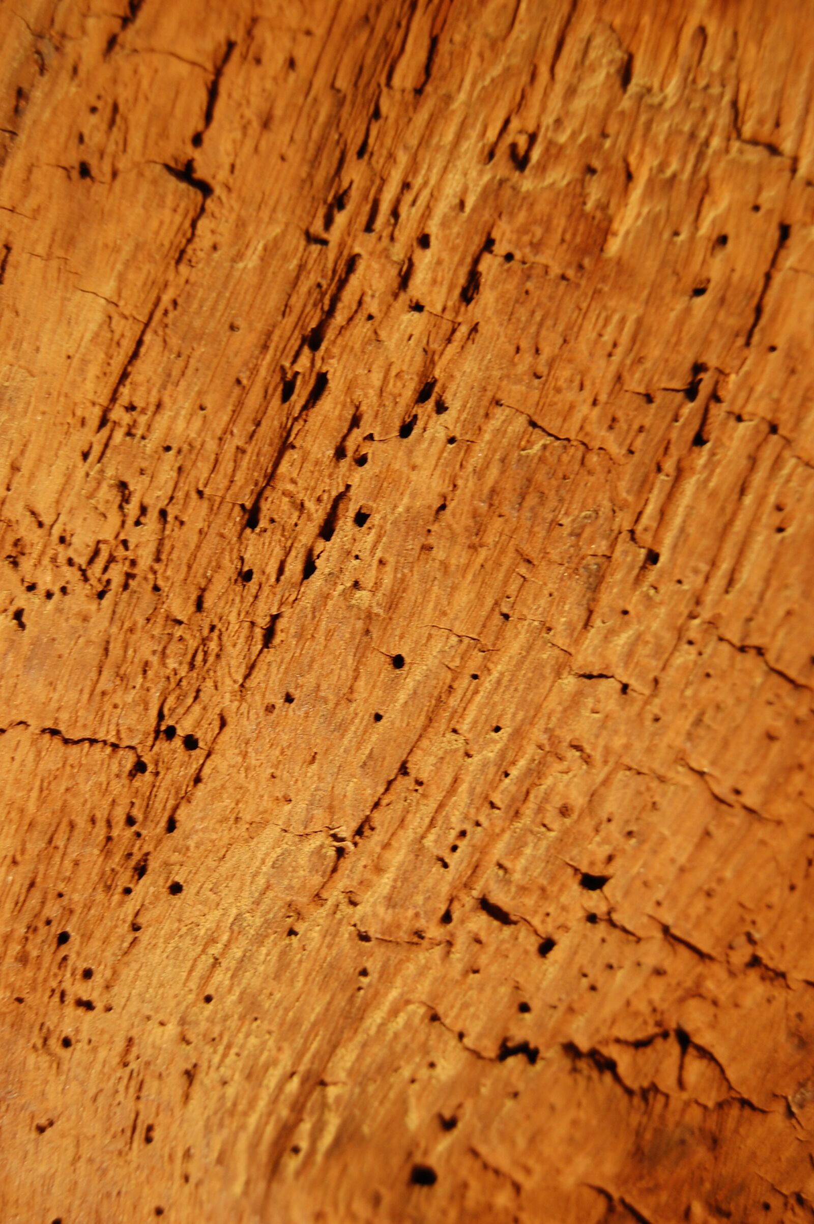 Nikon D40 sample photo. Bar, wooden beams, oak photography