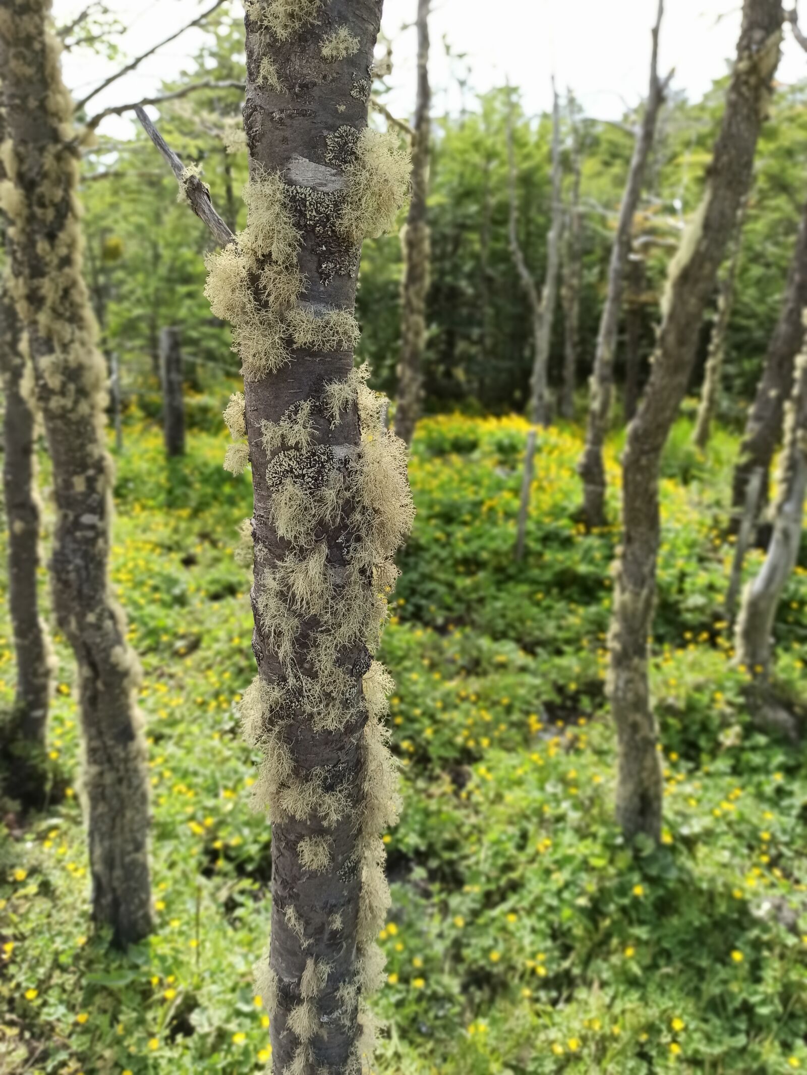 Xiaomi Redmi Note 8 Pro sample photo. Moss, nature, wild photography
