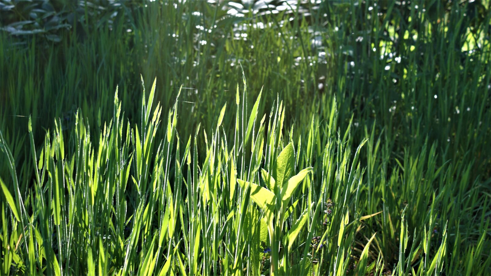 Sony Alpha DSLR-A350 sample photo. Grass, forest, nature photography