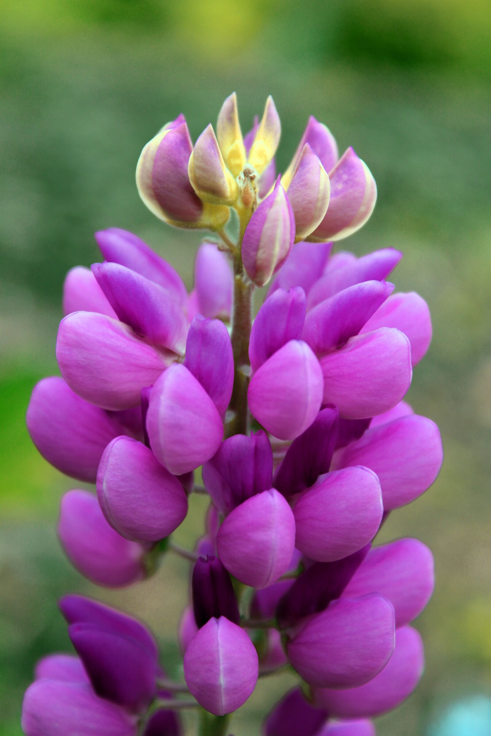 Canon EOS 1300D (EOS Rebel T6 / EOS Kiss X80) sample photo. Lupine, flower, plant photography