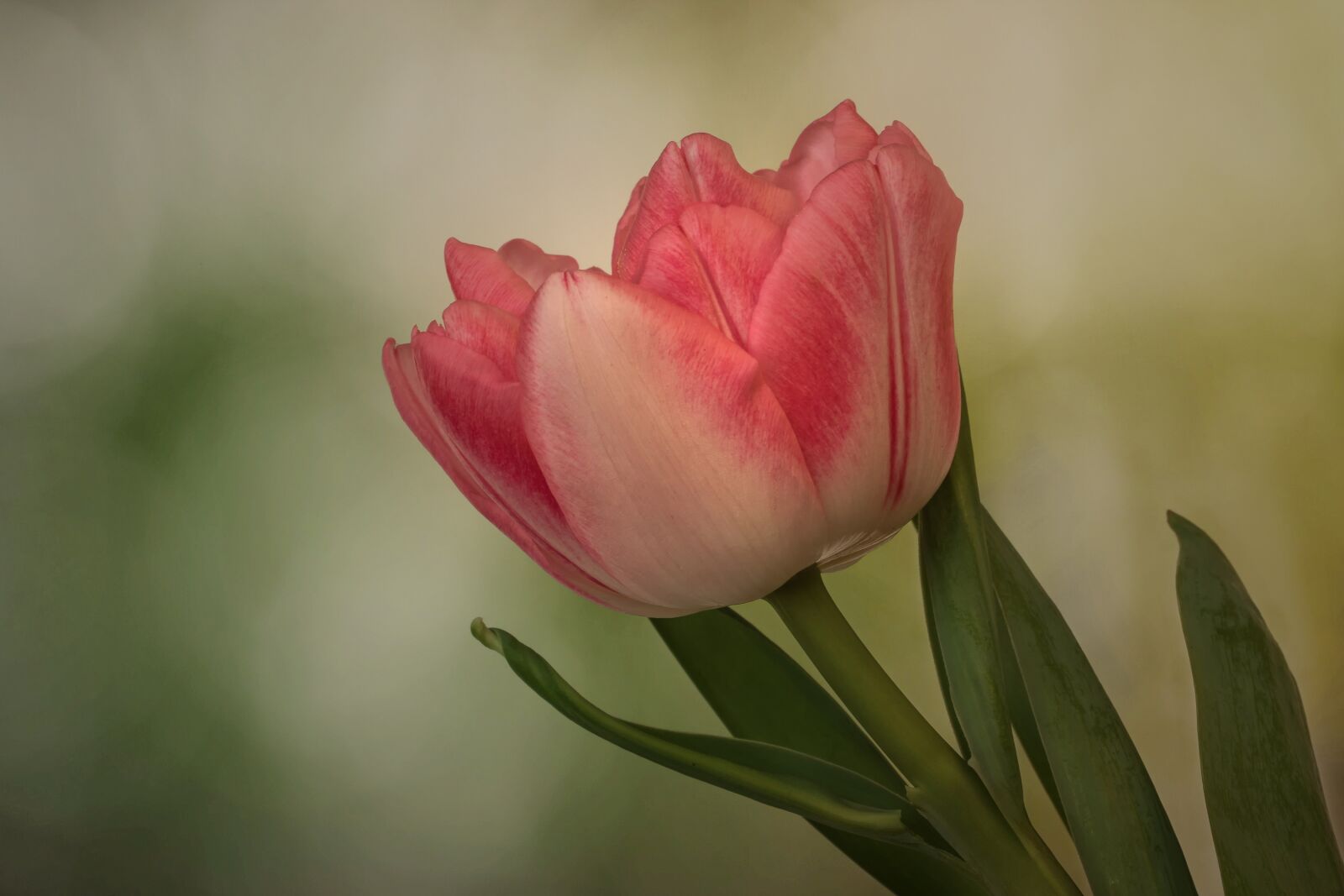Canon EF 100mm F2.8L Macro IS USM sample photo. Nature, tulip, lilies photography