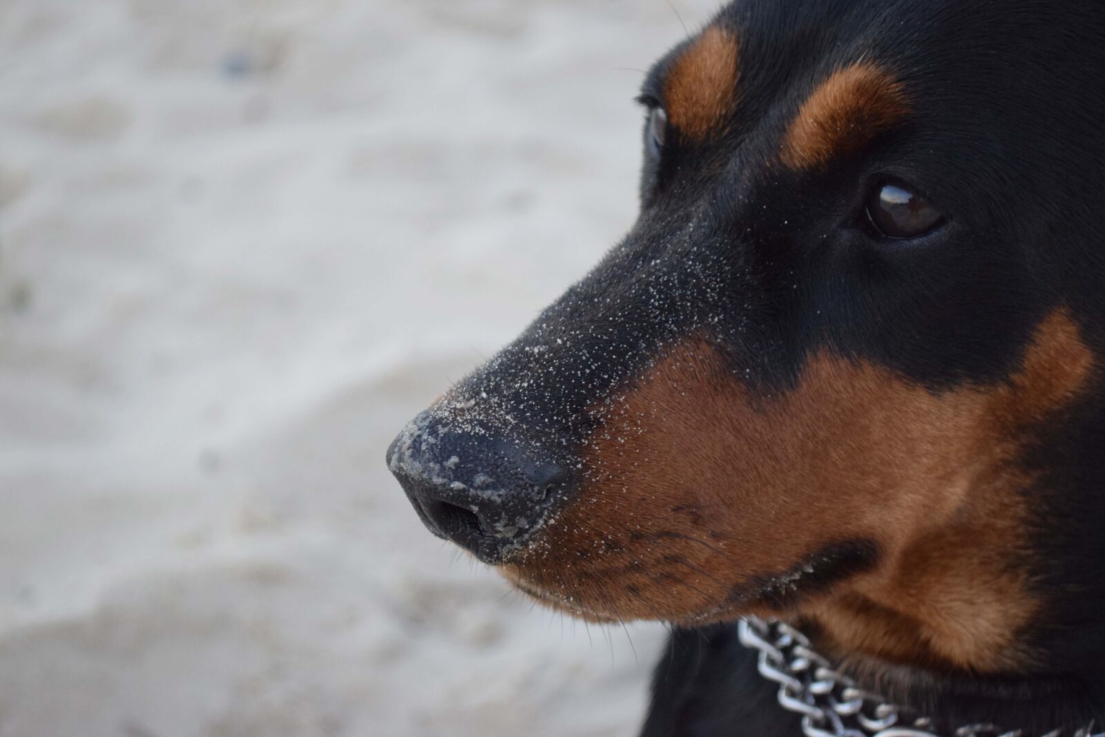 Nikon D3300 sample photo. Dog, german pinscher, pinscher photography