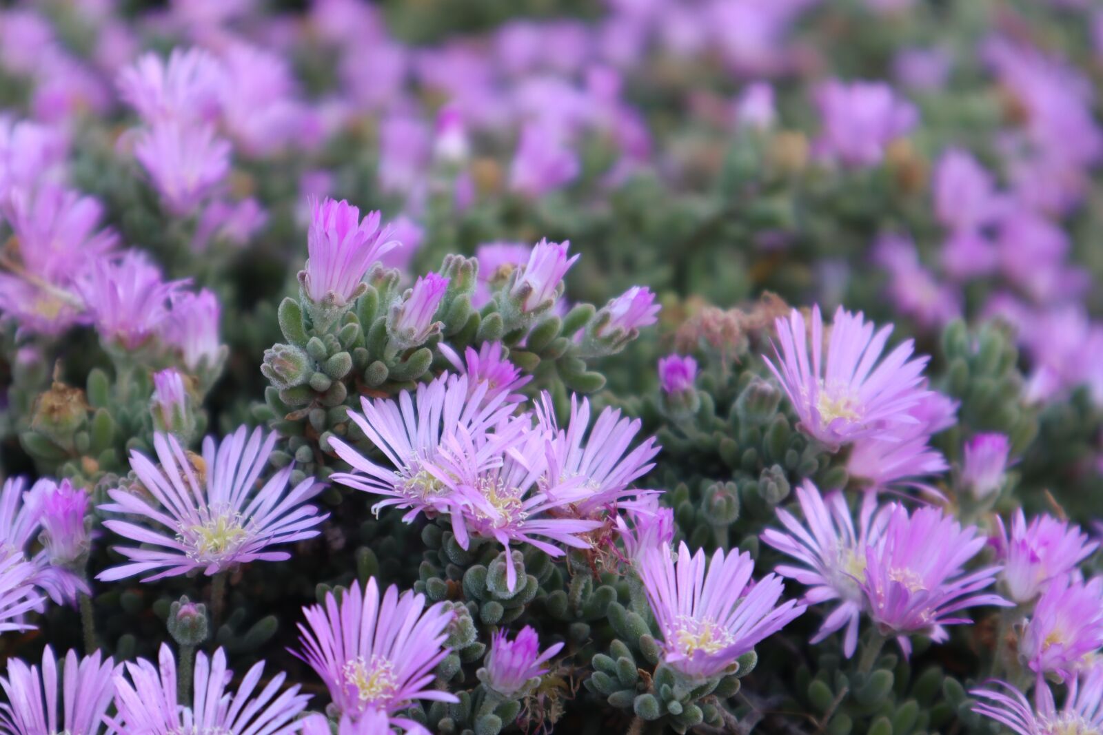 Canon EOS M50 (EOS Kiss M) sample photo. Lilac, flower, flowers photography