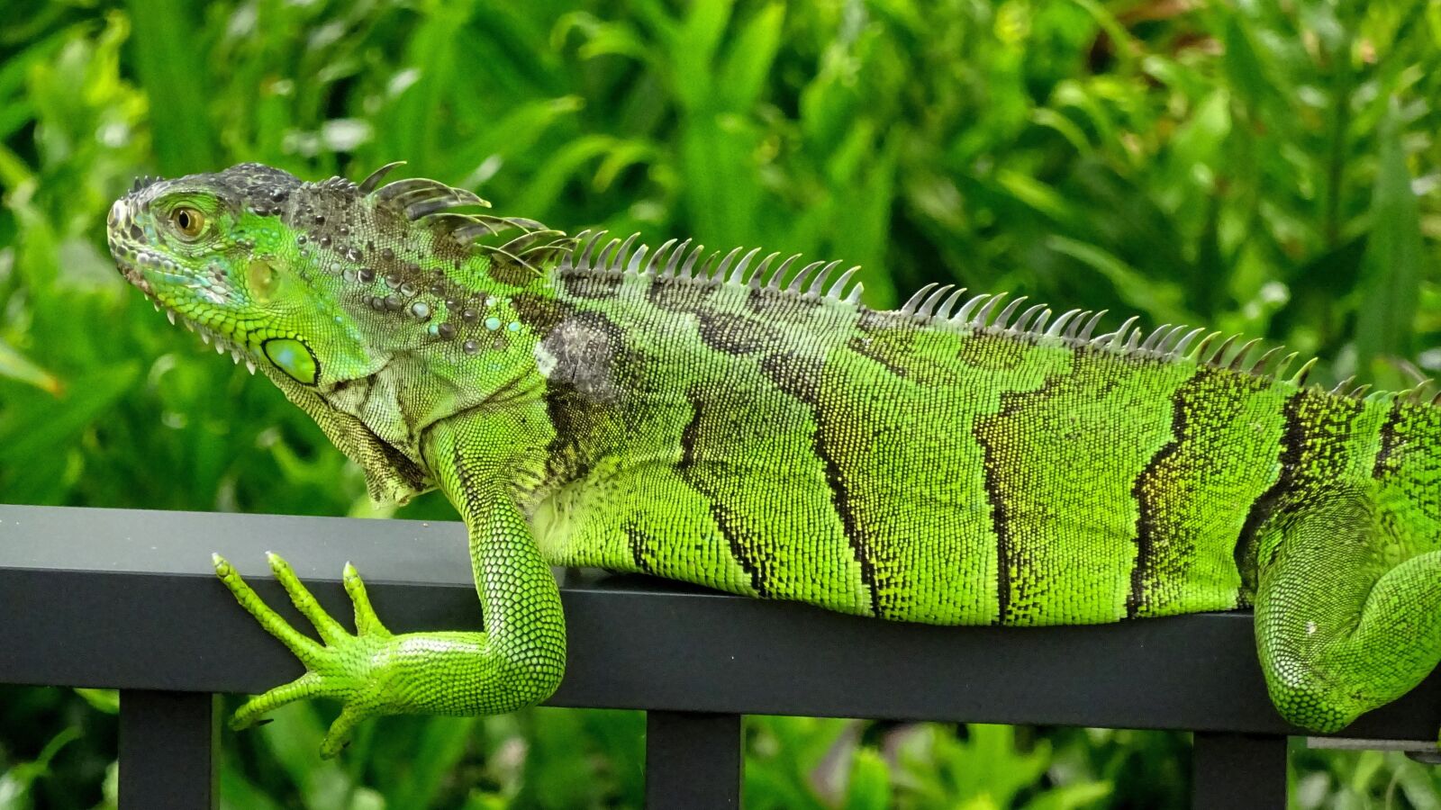 Sony Cyber-shot DSC-WX350 sample photo. Iguana, green, florida photography