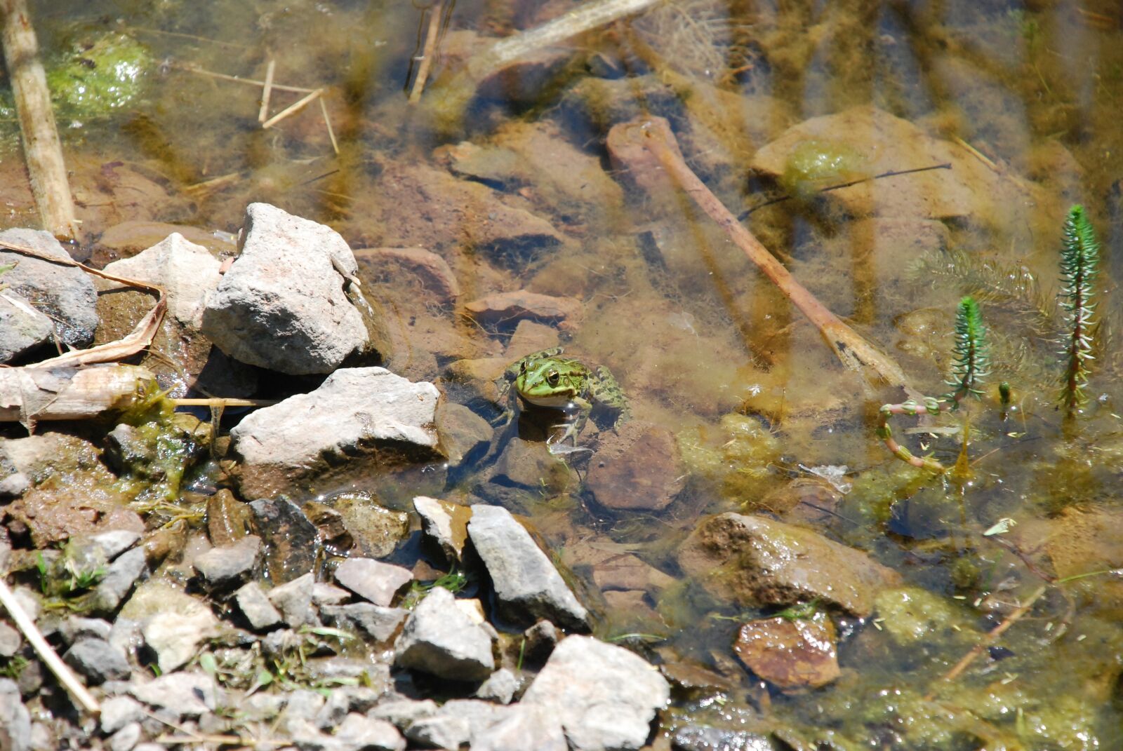 Nikon D80 sample photo. Frog, waters, nature photography