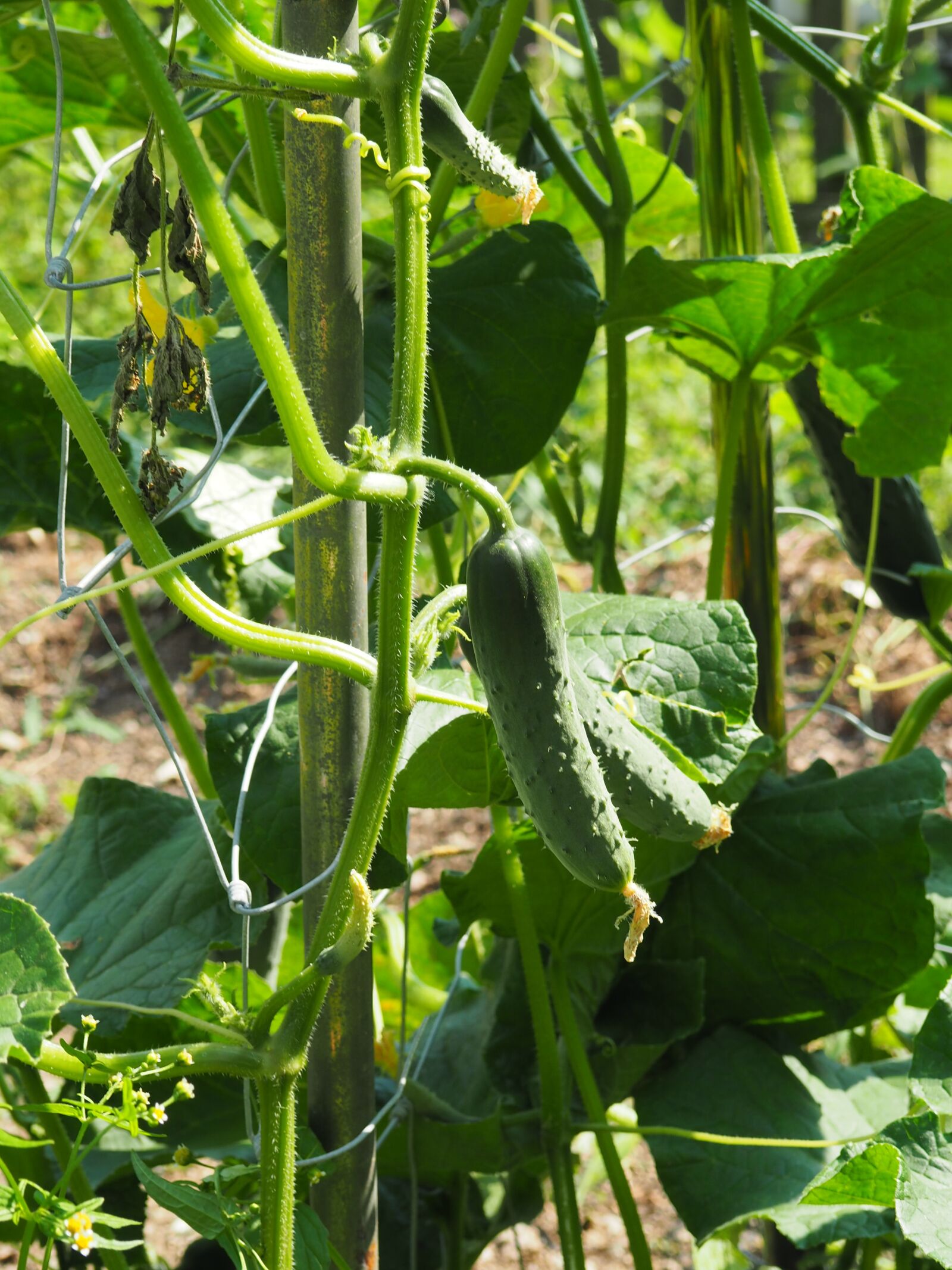 Olympus OM-D E-M10 sample photo. Cucumber, garden, green photography