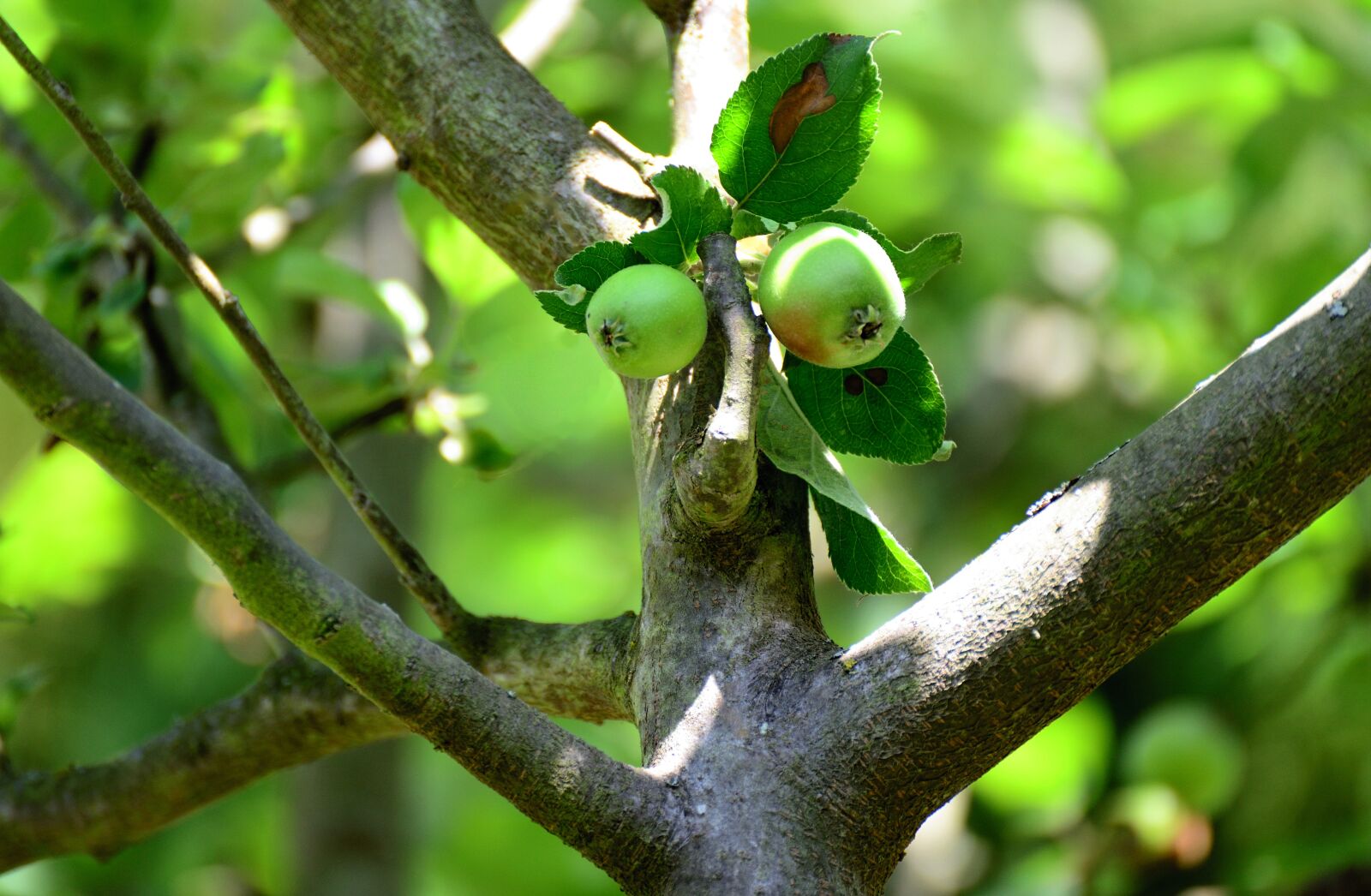Nikon D610 sample photo. Tree, apple tree, apple photography