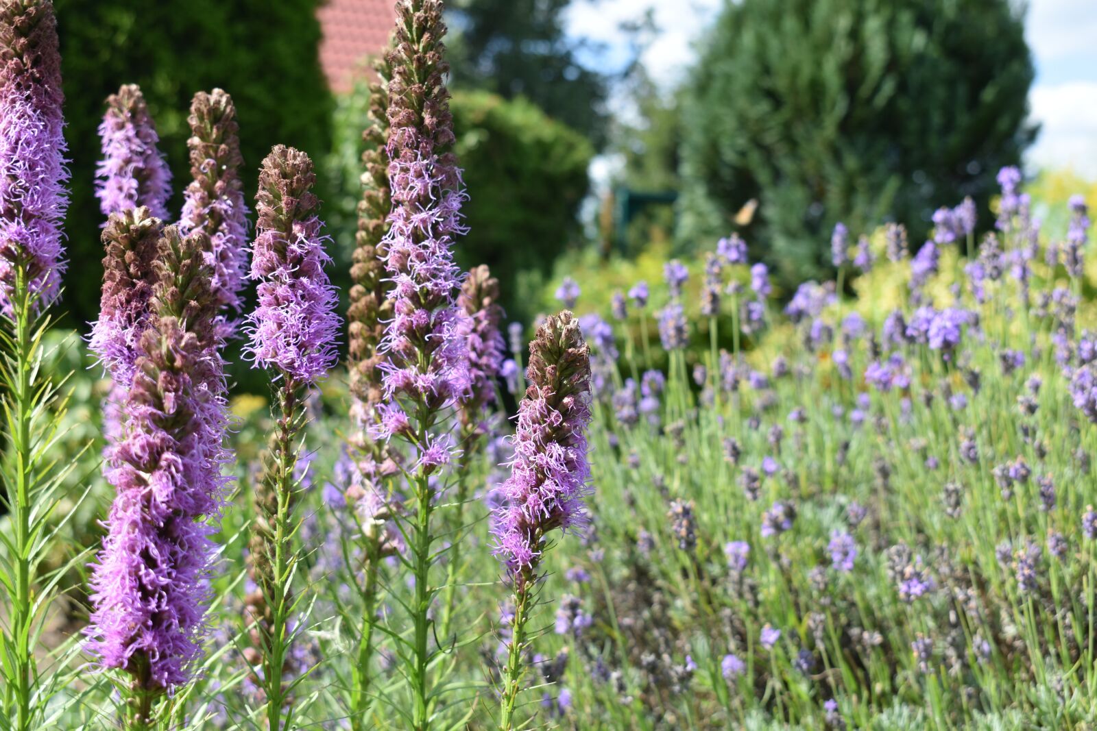 Nikon D3500 sample photo. Flowers, nature, plant photography