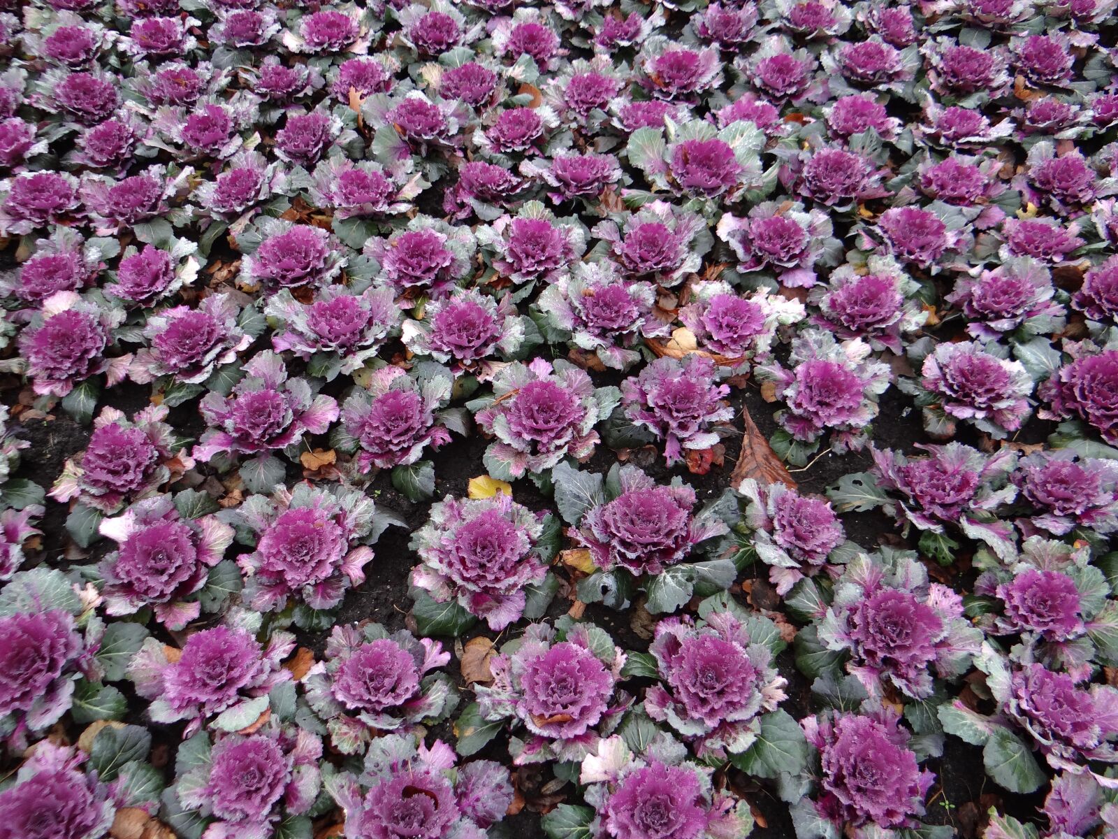 Sony DSC-HX200V sample photo. Decorative cabbage, flowerbed, rose photography