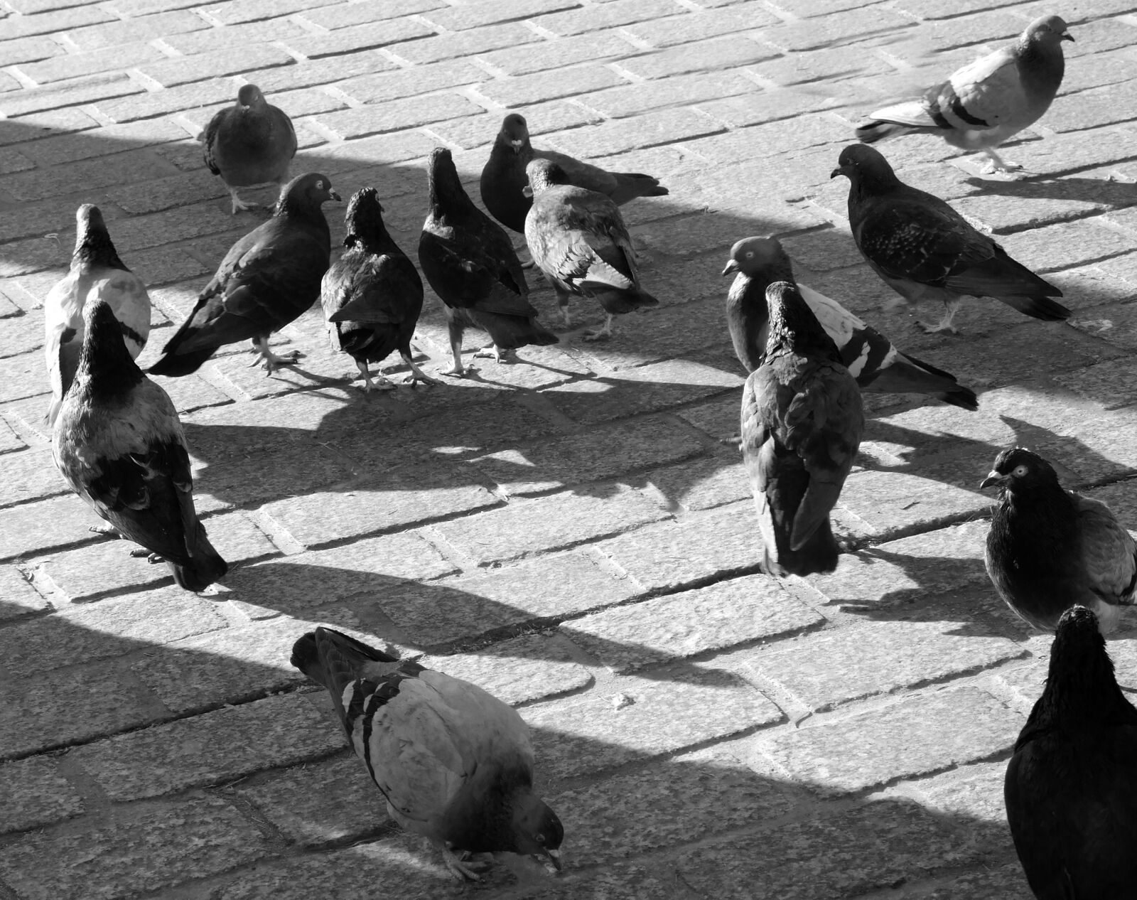 Nikon Coolpix L840 sample photo. Pigeons, eat, feeding photography