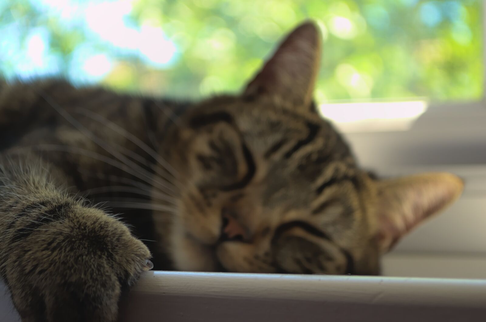 Nikon D3100 sample photo. Tabby cat, cat, tired photography
