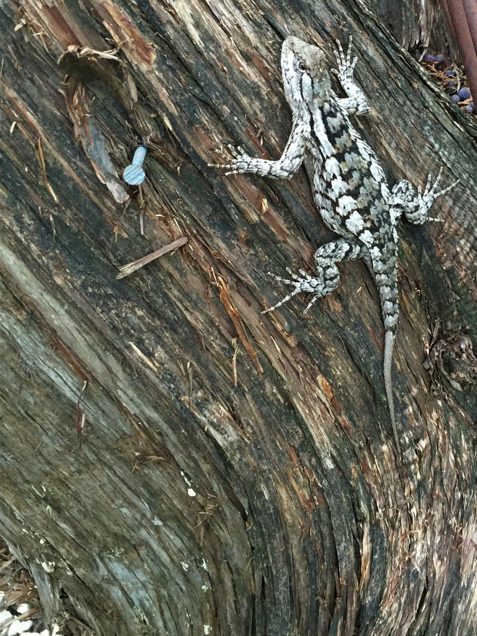 iPhone 6 Plus back camera 4.15mm f/2.2 sample photo. Reptile, lizard, patterns photography