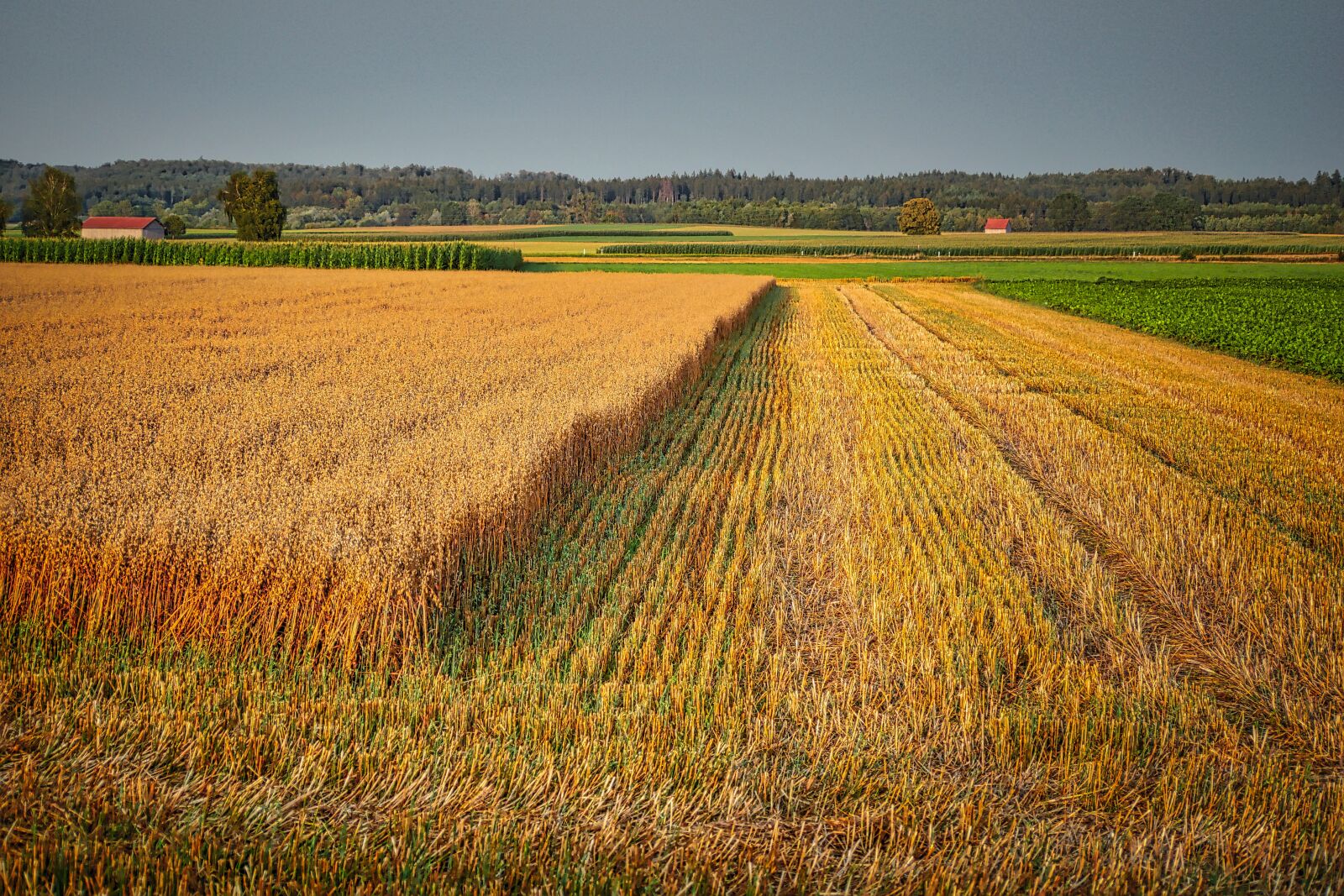 Panasonic Lumix DMC-GX8 sample photo. Cornfield, harvest, agriculture photography