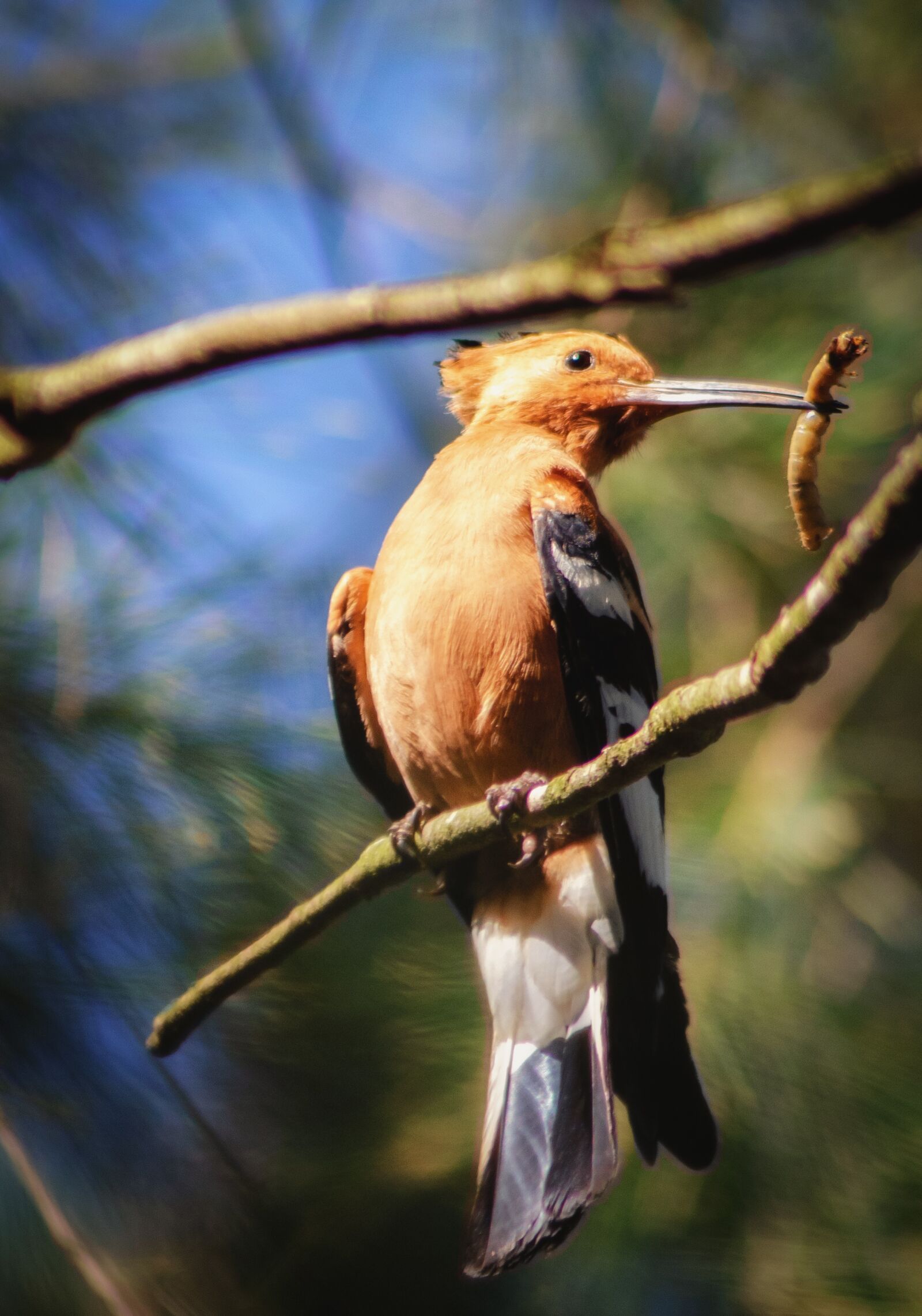Nikon D7000 sample photo. Hoopoe, african, bird photography