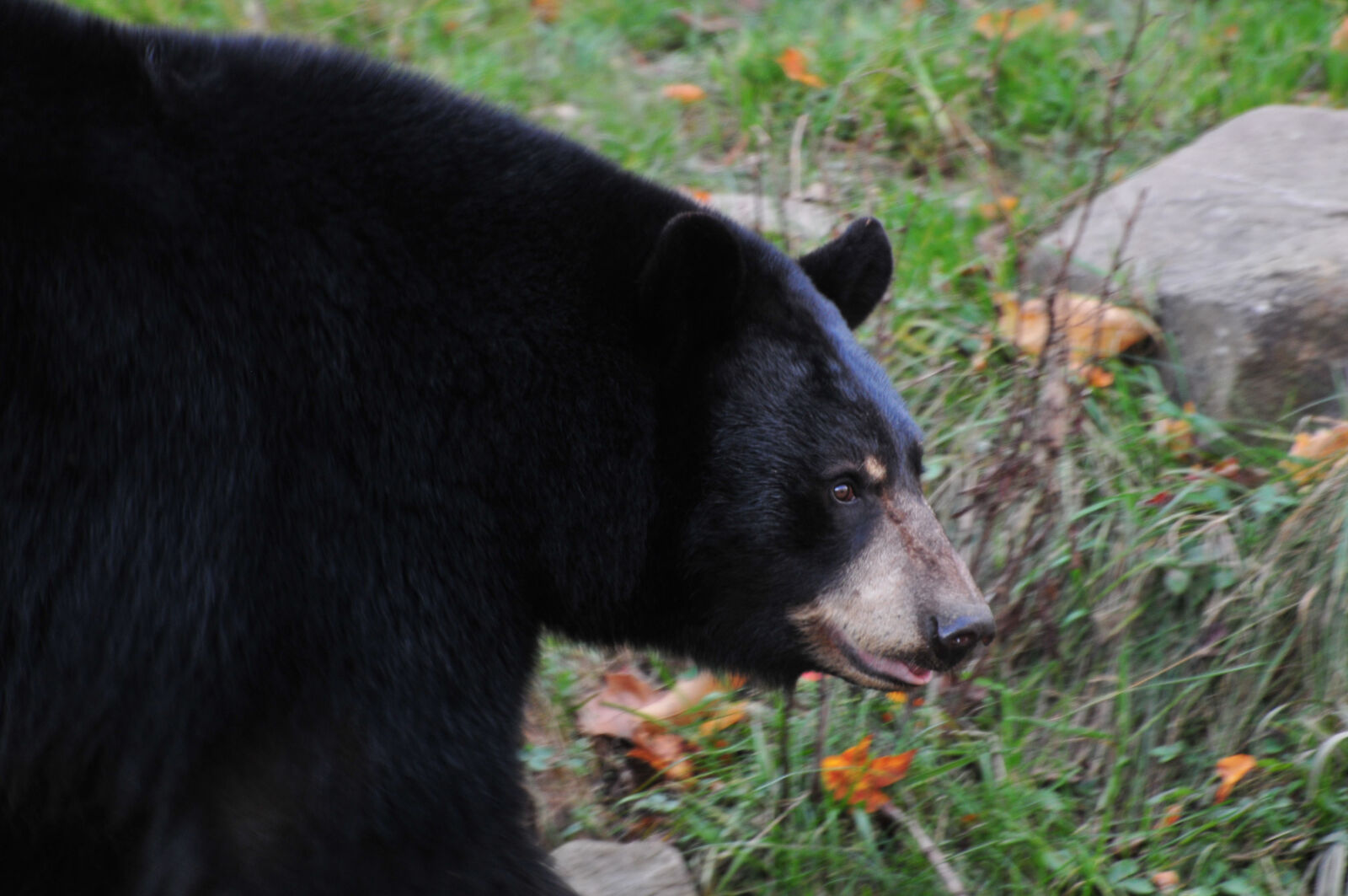 Nikon D300 sample photo. Animal, bear, black, canada photography