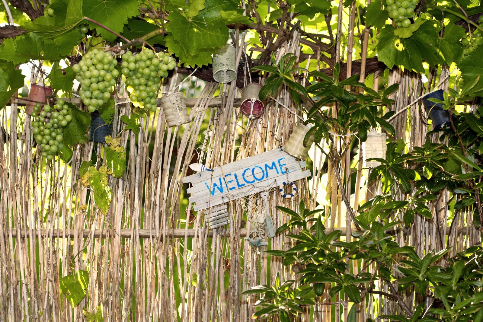Nikon D300 sample photo. Garden, welcome, grapes photography