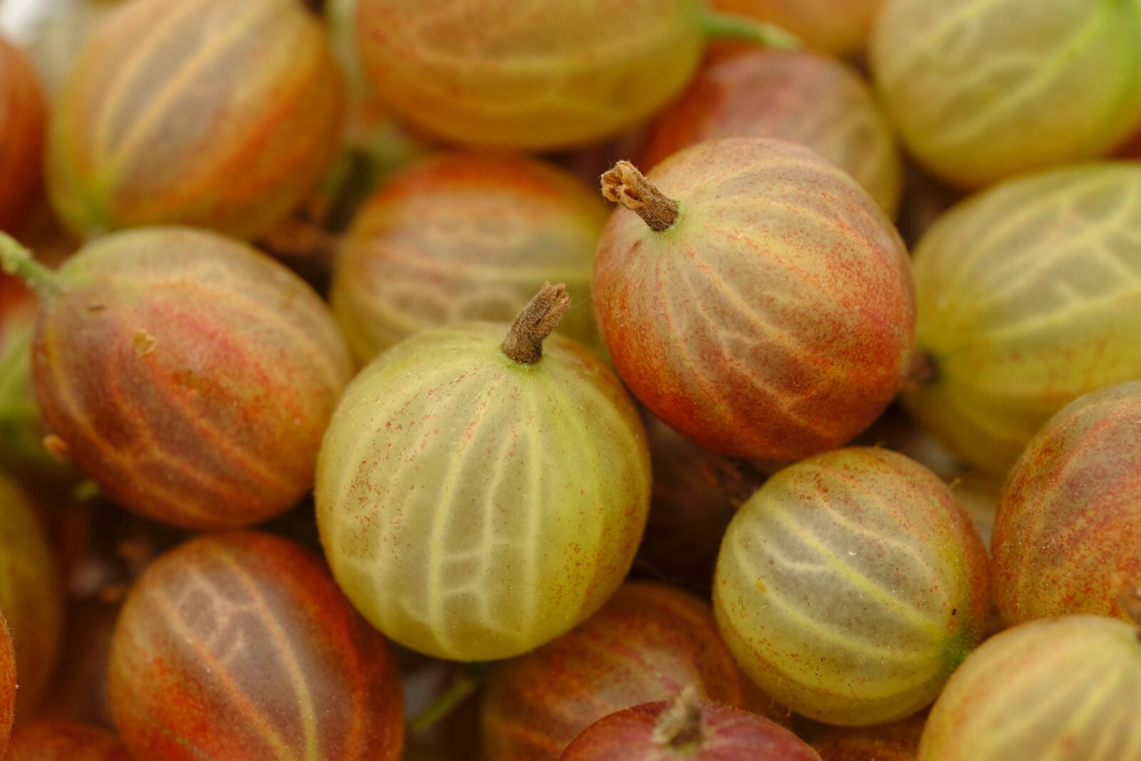 Fujifilm X-T2 + Fujifilm XF 80mm F2.8 R LM OIS WR Macro sample photo. Gooseberry, berries, soft fruit photography