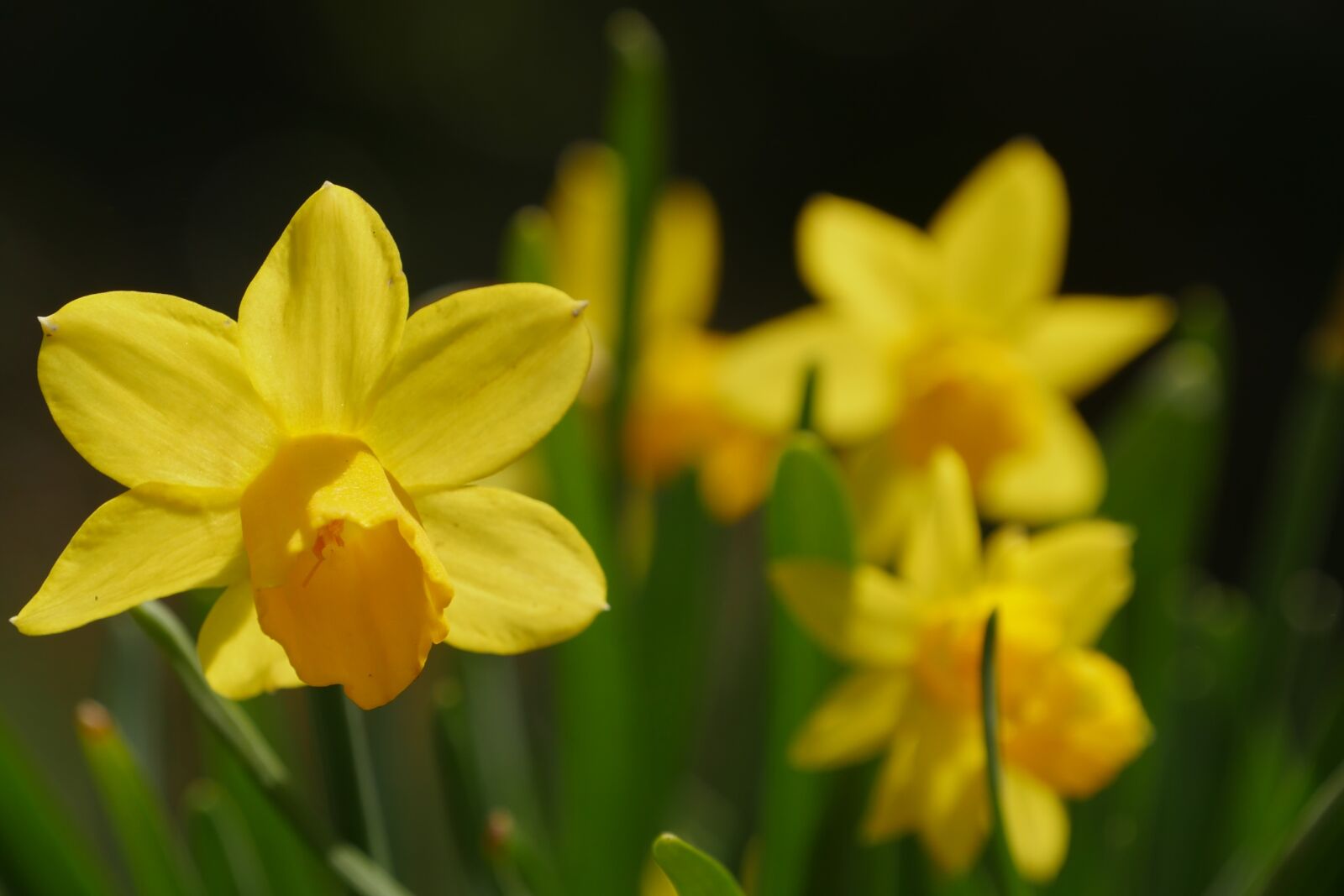 Panasonic Lumix DMC-GH4 sample photo. Flowers, spring, yellow photography