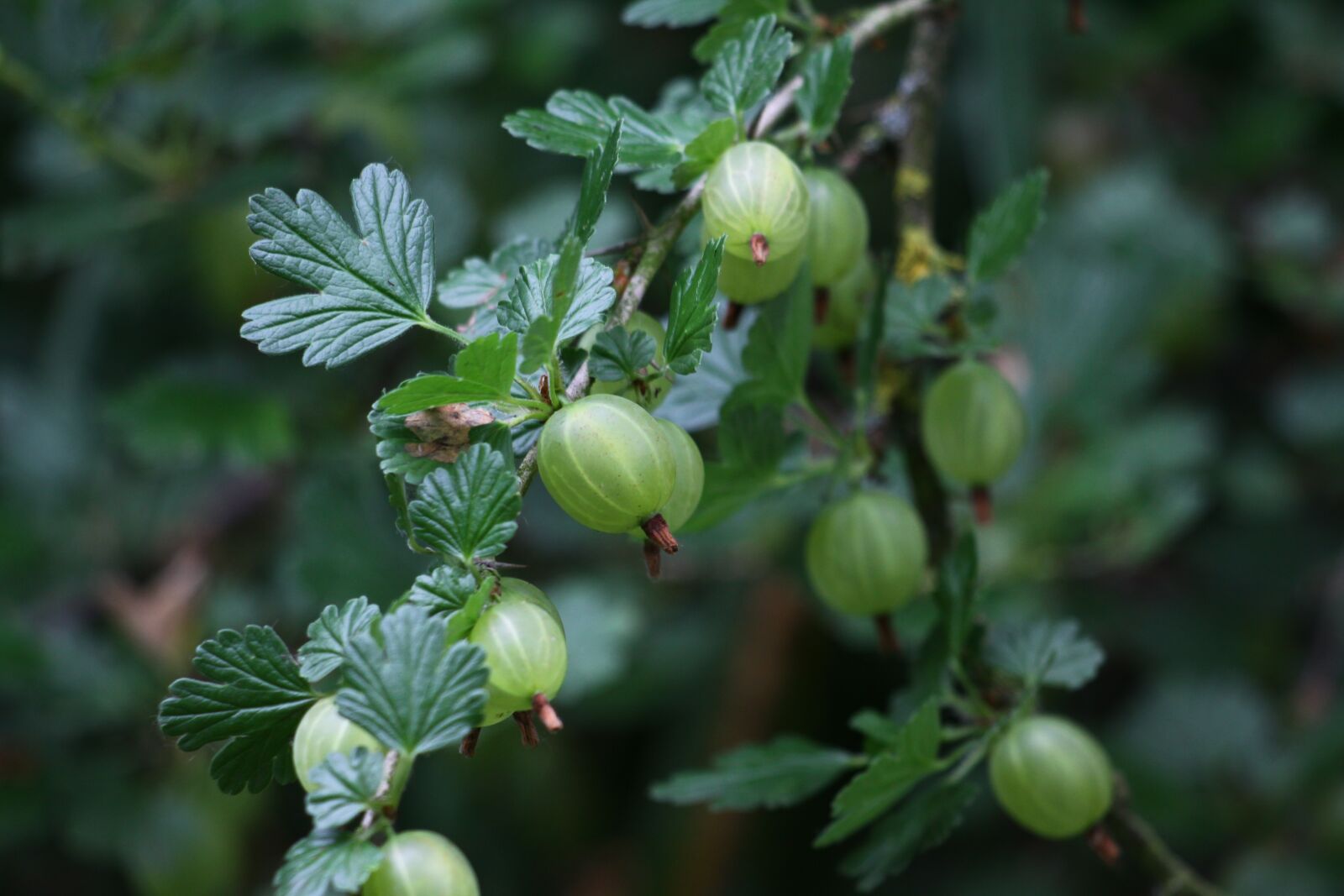 Canon EOS 50D sample photo. Gooseberry to maqueraux, croque-lice photography
