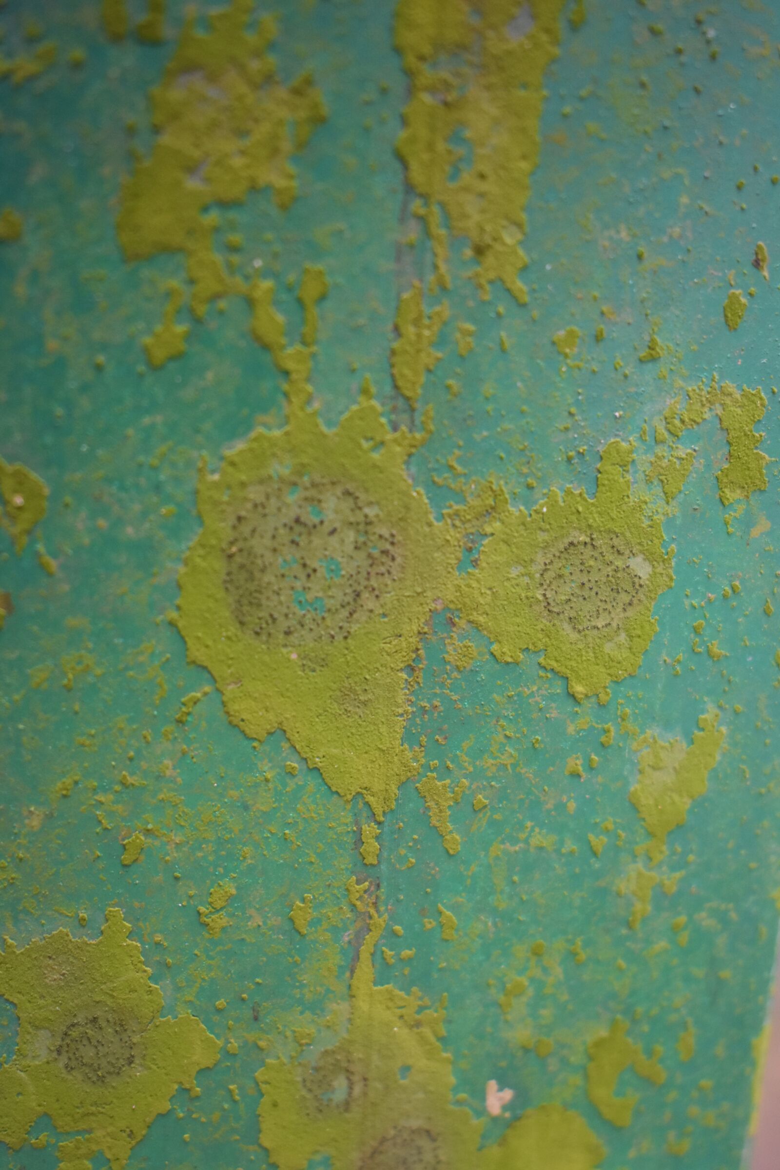 Nikon D3400 sample photo. Moss on metal surface photography