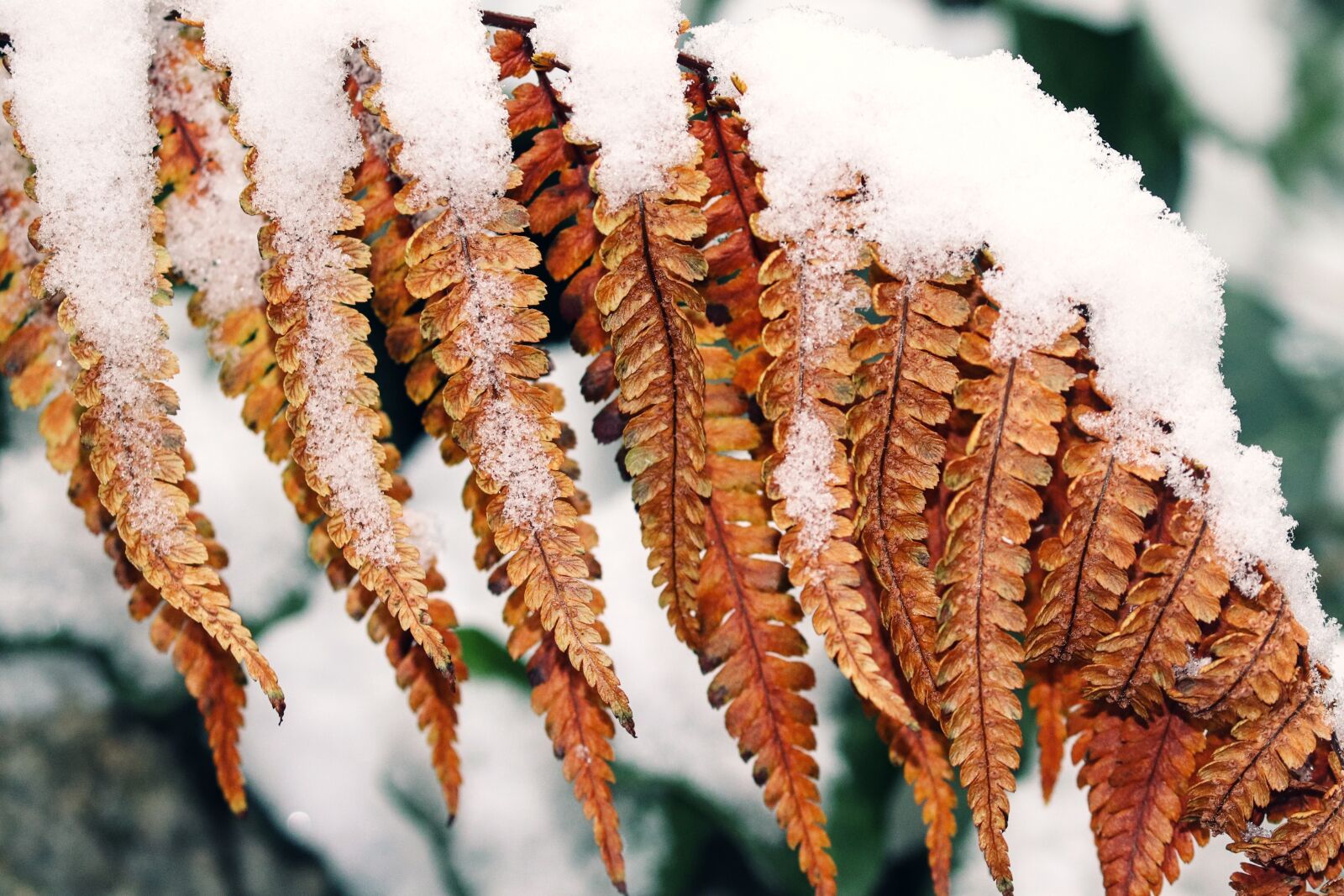 Canon EOS 200D (EOS Rebel SL2 / EOS Kiss X9) sample photo. Fern, snow, brown photography