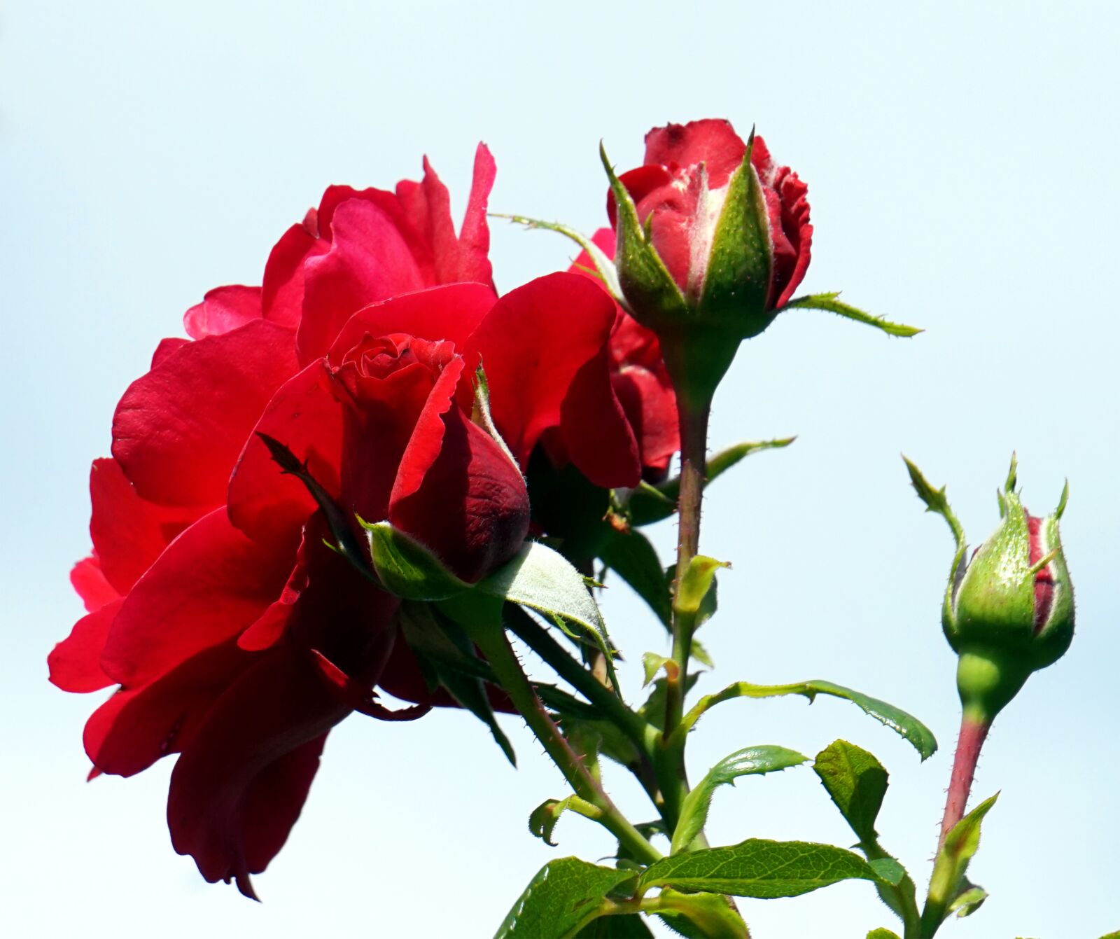 Sony Alpha a5000 (ILCE 5000) sample photo. Rose, red, flower photography