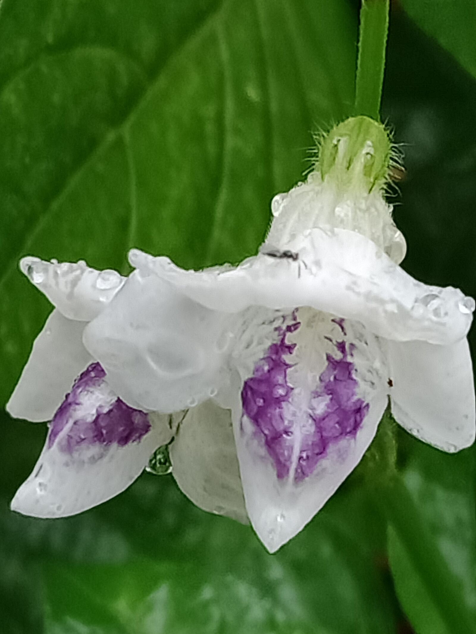 OPPO A12 sample photo. Mini, flower, tropical photography