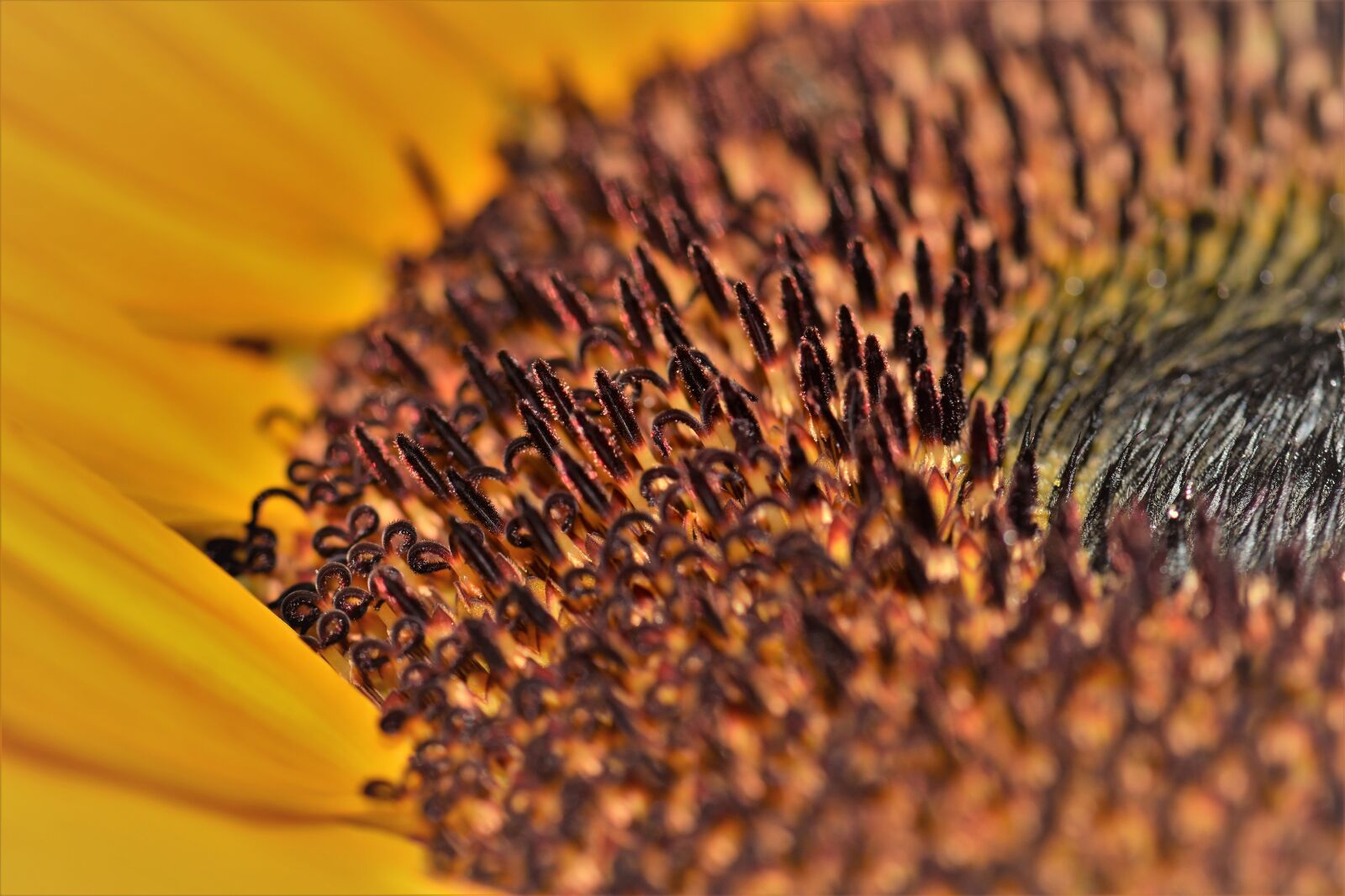 Nikon D5500 sample photo. Sunflower, flower, blossom photography