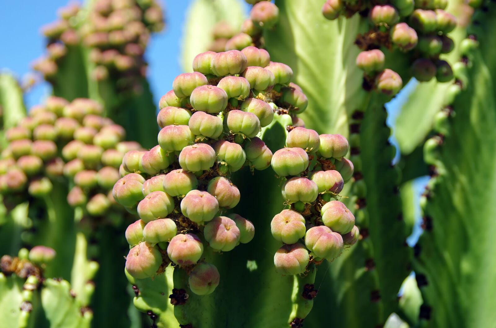 Pentax K-5 sample photo. Canary, euphorbia, seeds photography