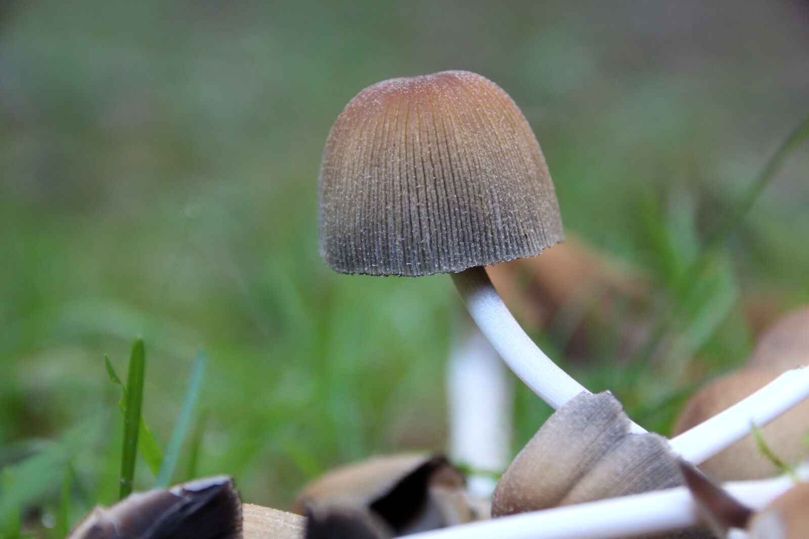 Canon EOS 1200D (EOS Rebel T5 / EOS Kiss X70 / EOS Hi) sample photo. Mushroom, forest mushroom, forest photography