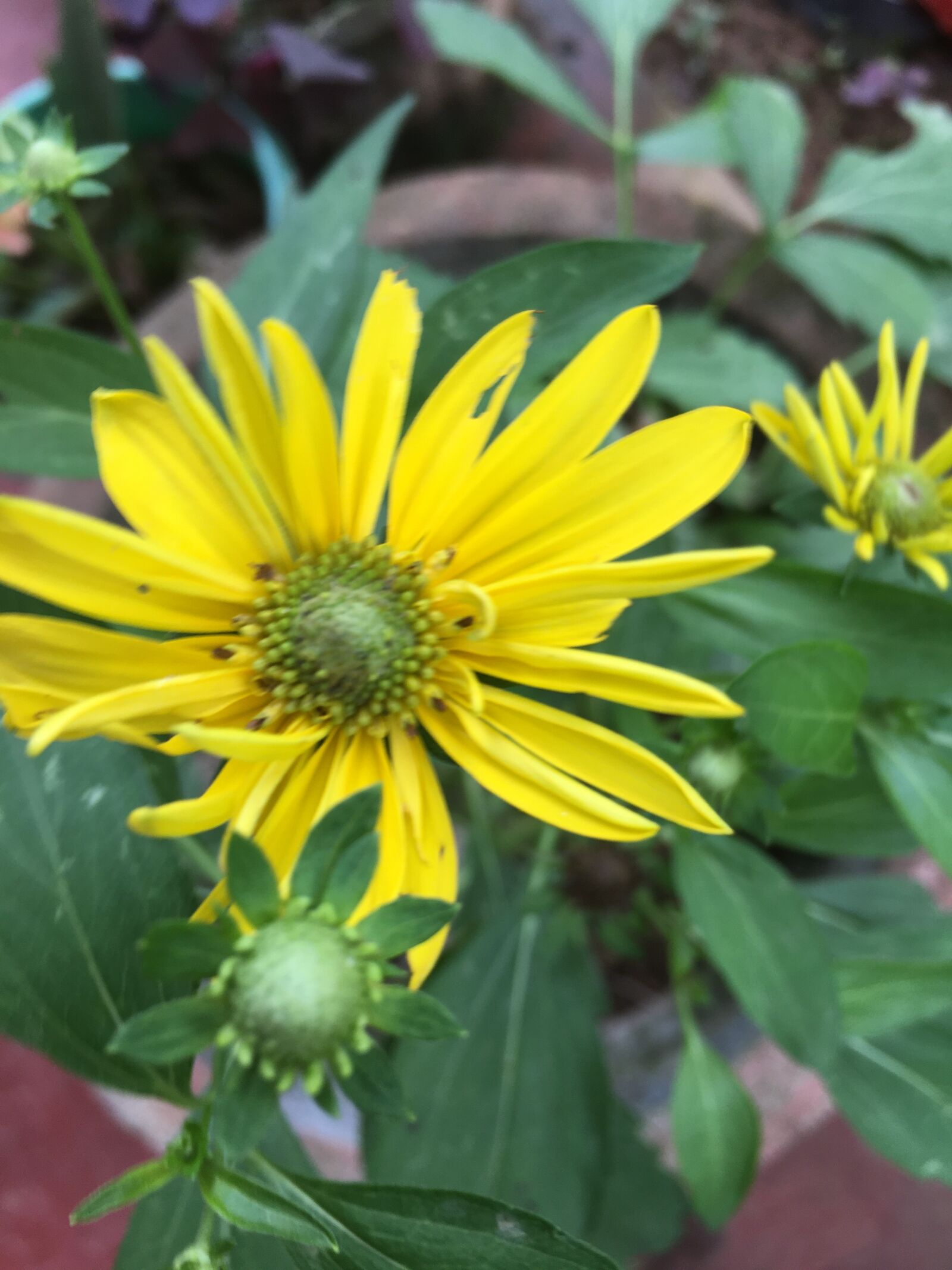Apple iPhone 6s sample photo. Flowers, yellow, sunflowers photography
