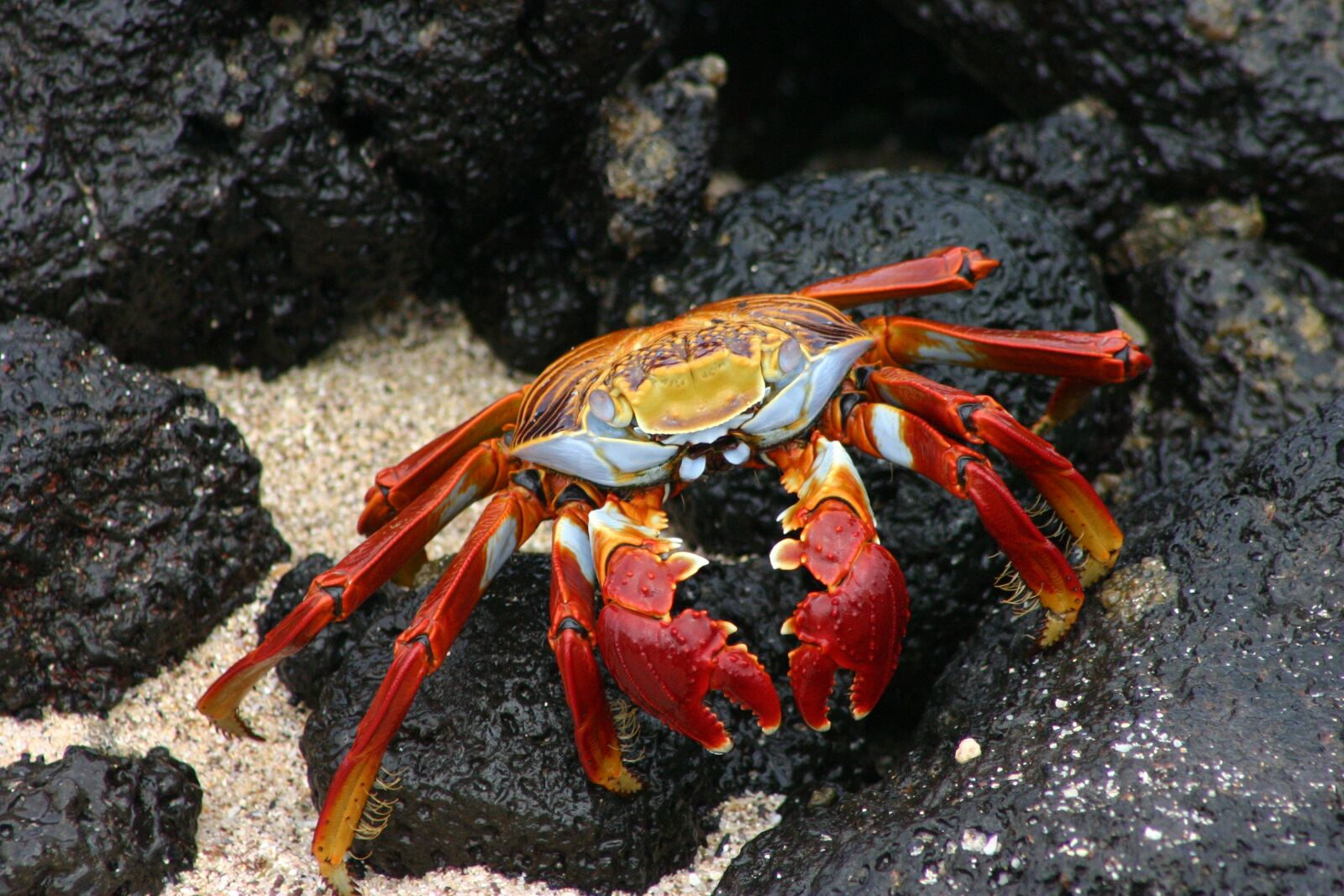 Canon EOS 300D (EOS Digital Rebel / EOS Kiss Digital) sample photo. Galapagos, crab, e photography