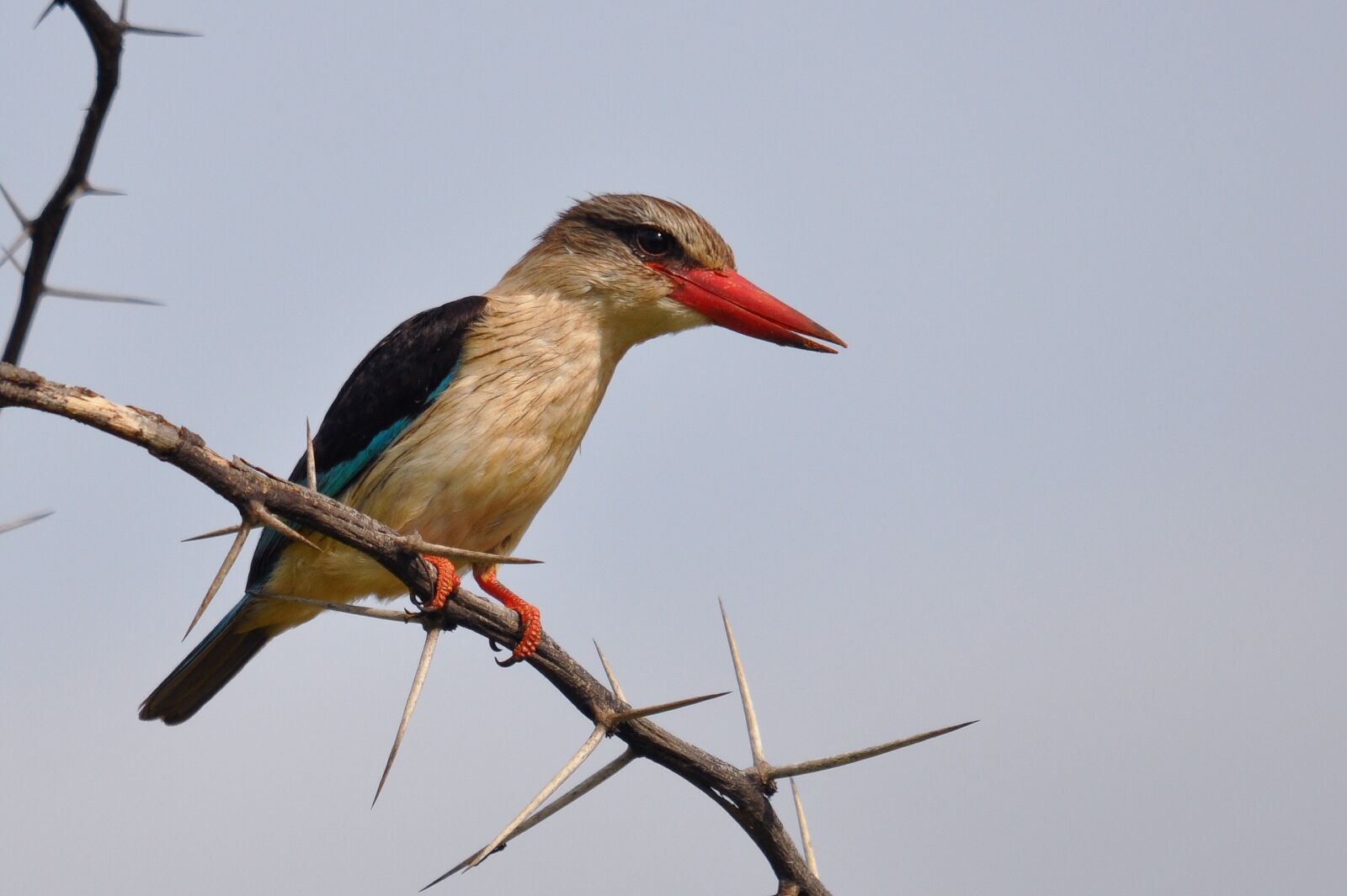Nikon D90 sample photo. Bird, wildlife, nature photography