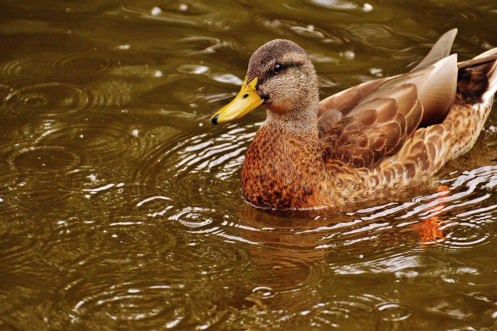 Nikon D3200 sample photo. Duck, water bird, poultry photography
