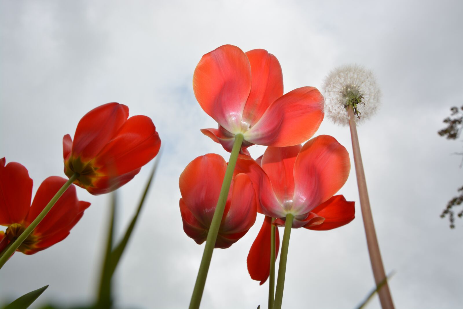 Nikon D5200 sample photo. Tulips, tulips red, flowers photography