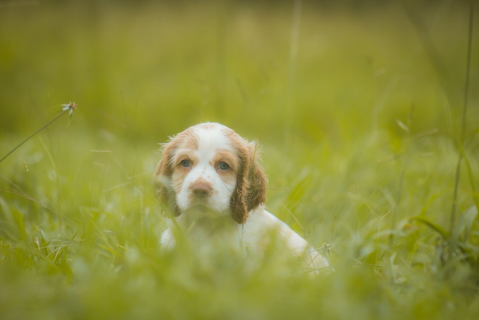 Canon EOS 600D (Rebel EOS T3i / EOS Kiss X5) sample photo. Cocker, male, spaniel photography