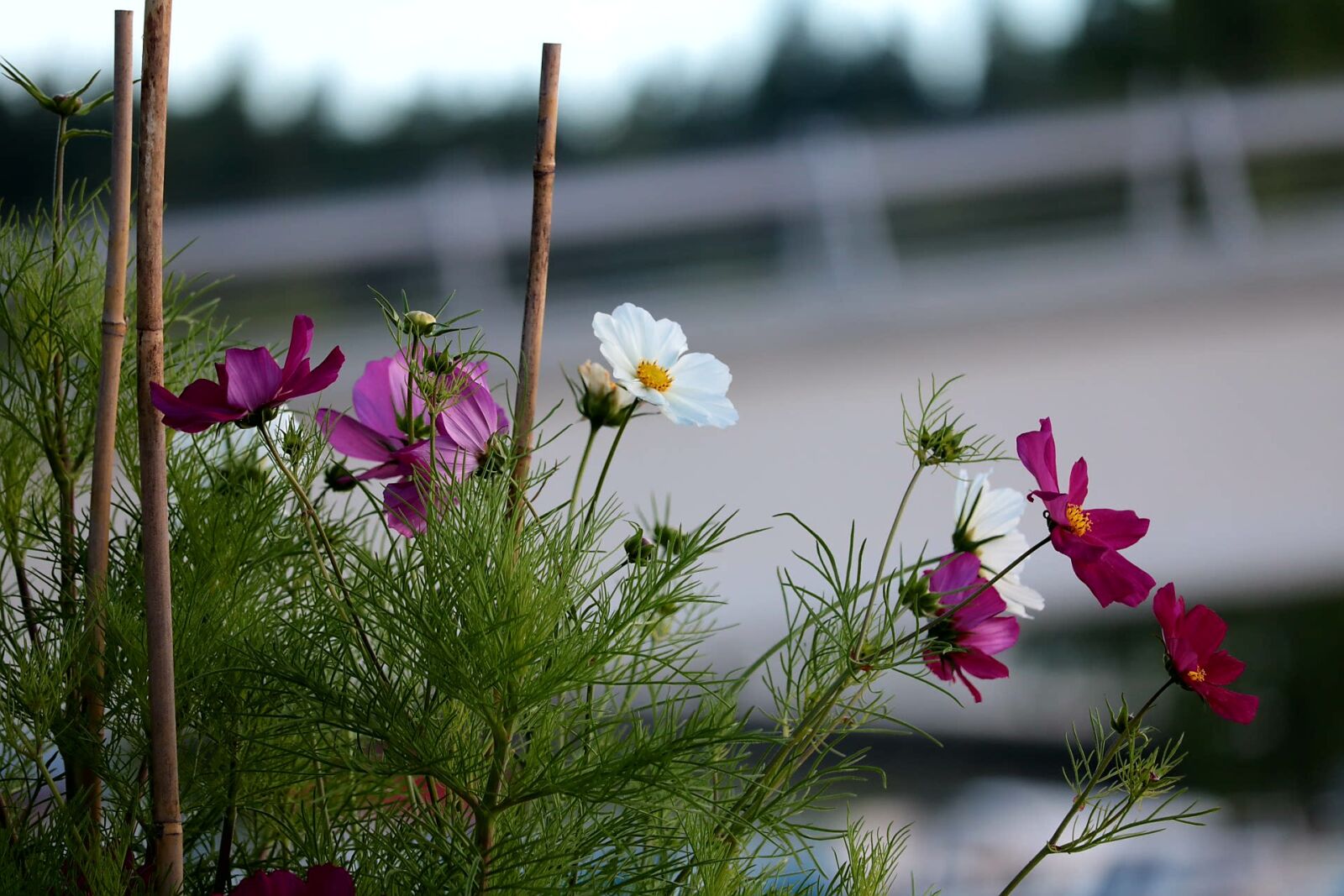 Canon EOS 750D (EOS Rebel T6i / EOS Kiss X8i) sample photo. Flower, nature, plant photography