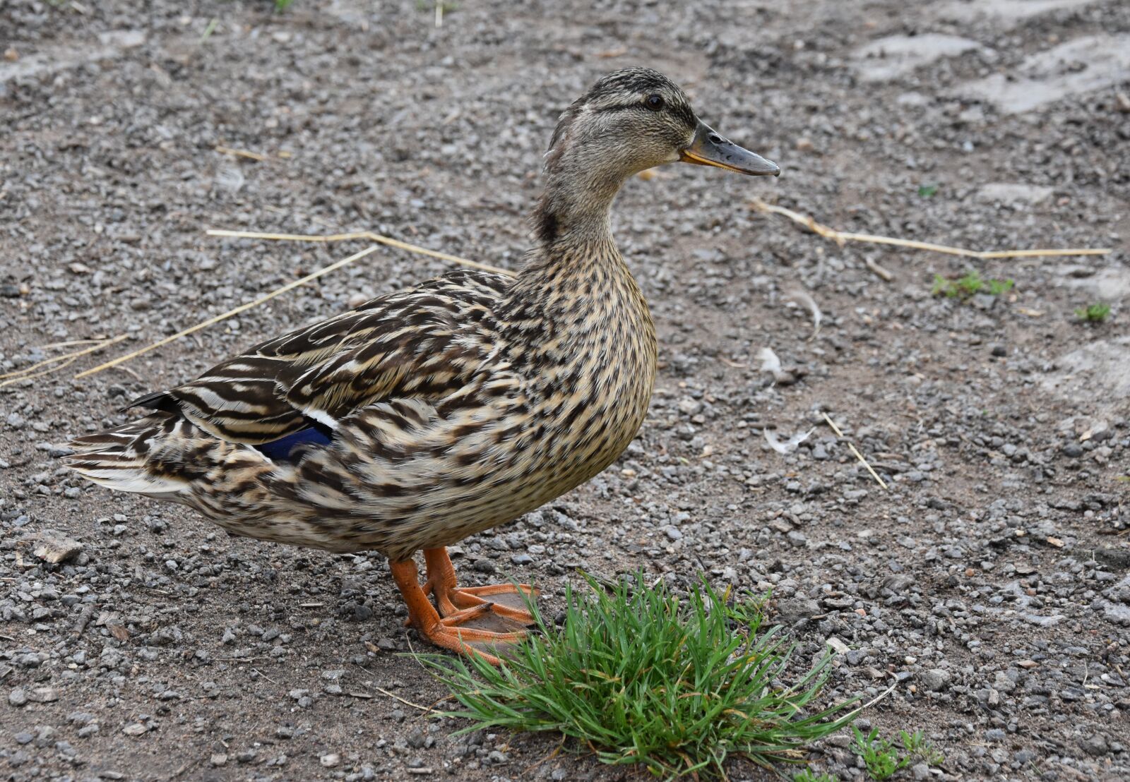 Nikon D7200 sample photo. Duck, water, bird photography
