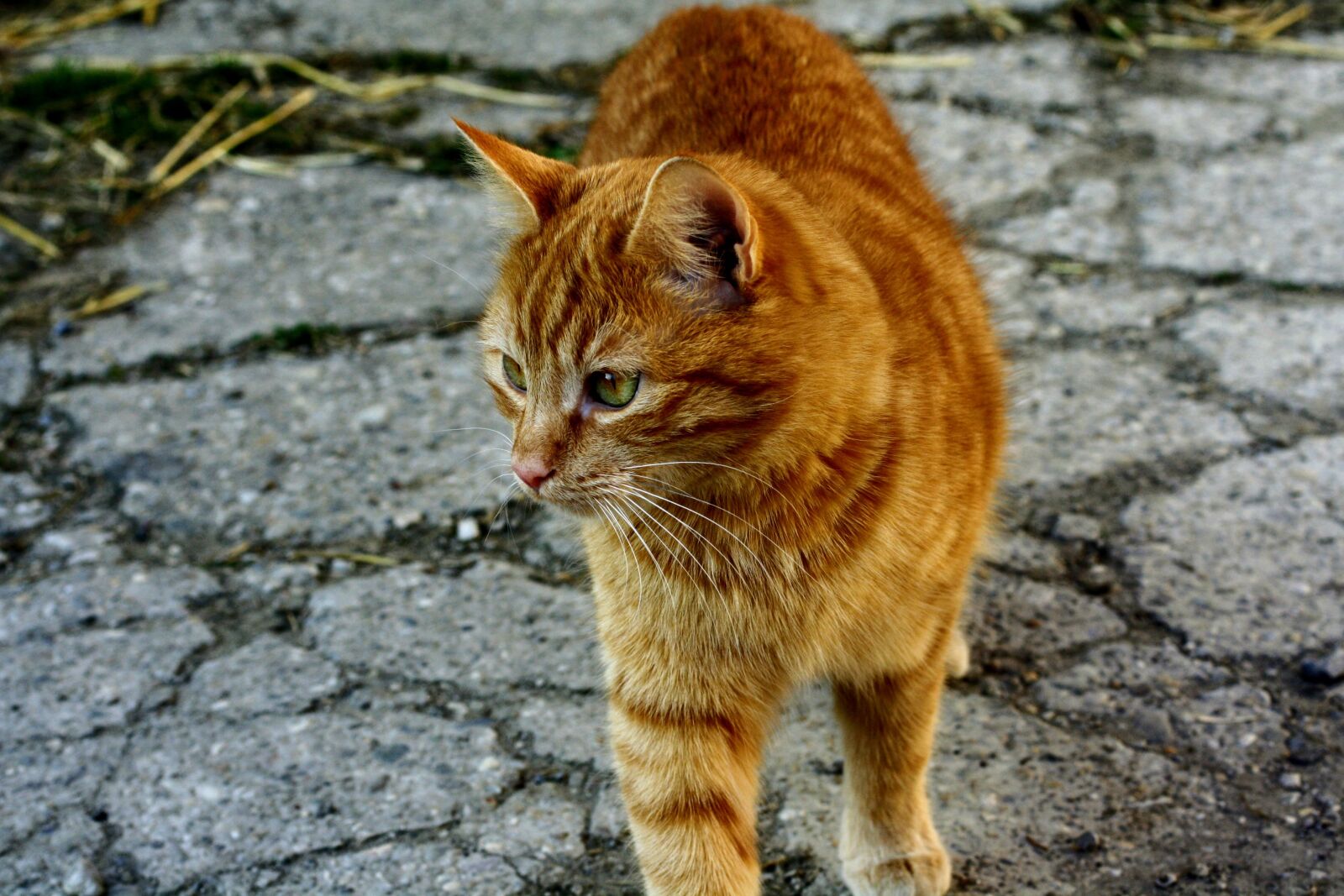 Canon EOS 1000D (EOS Digital Rebel XS / EOS Kiss F) sample photo. Cat, red, kitten photography